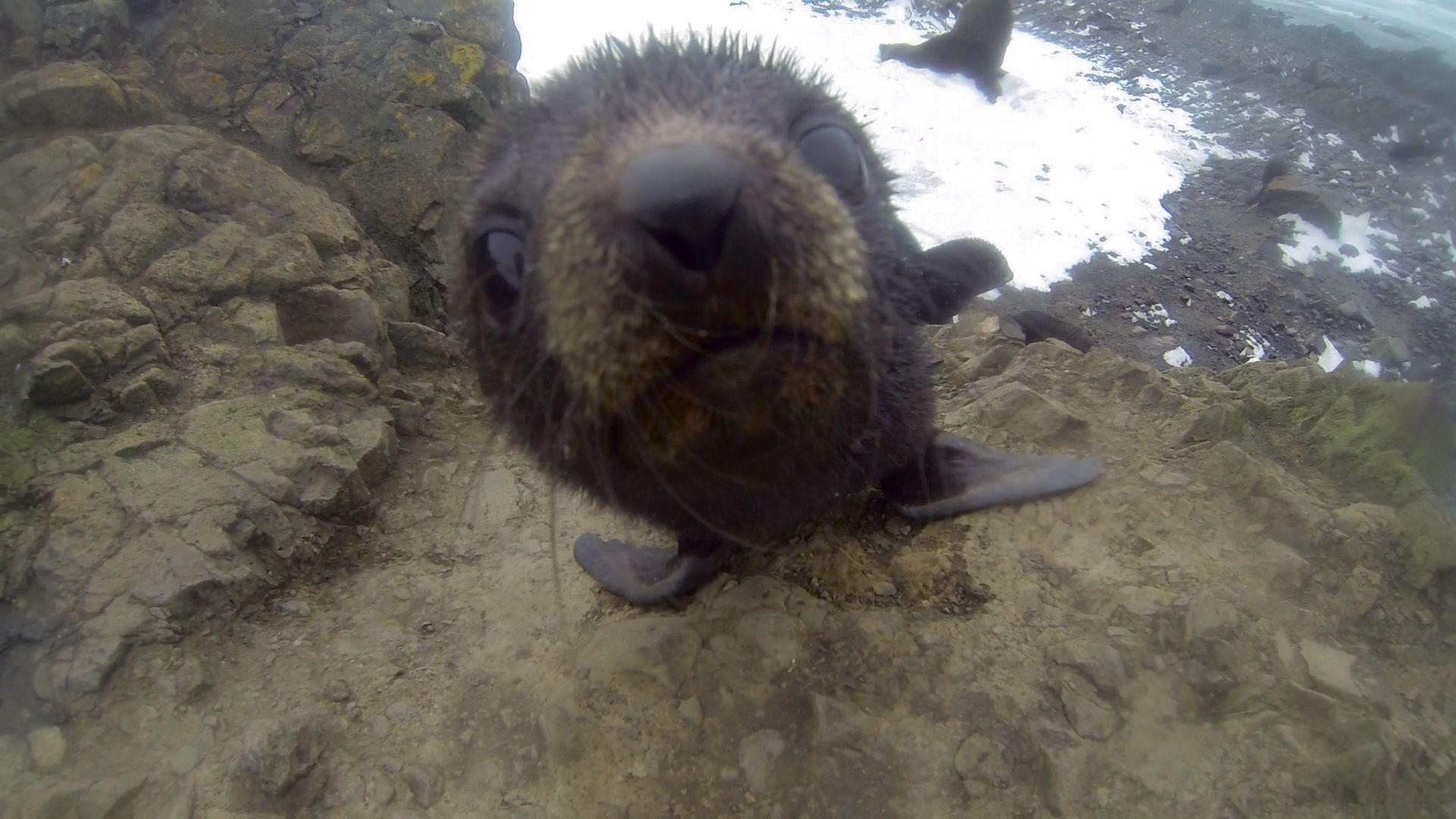 1920x1080 best Brown Fur Seal imageD Wallpaper
