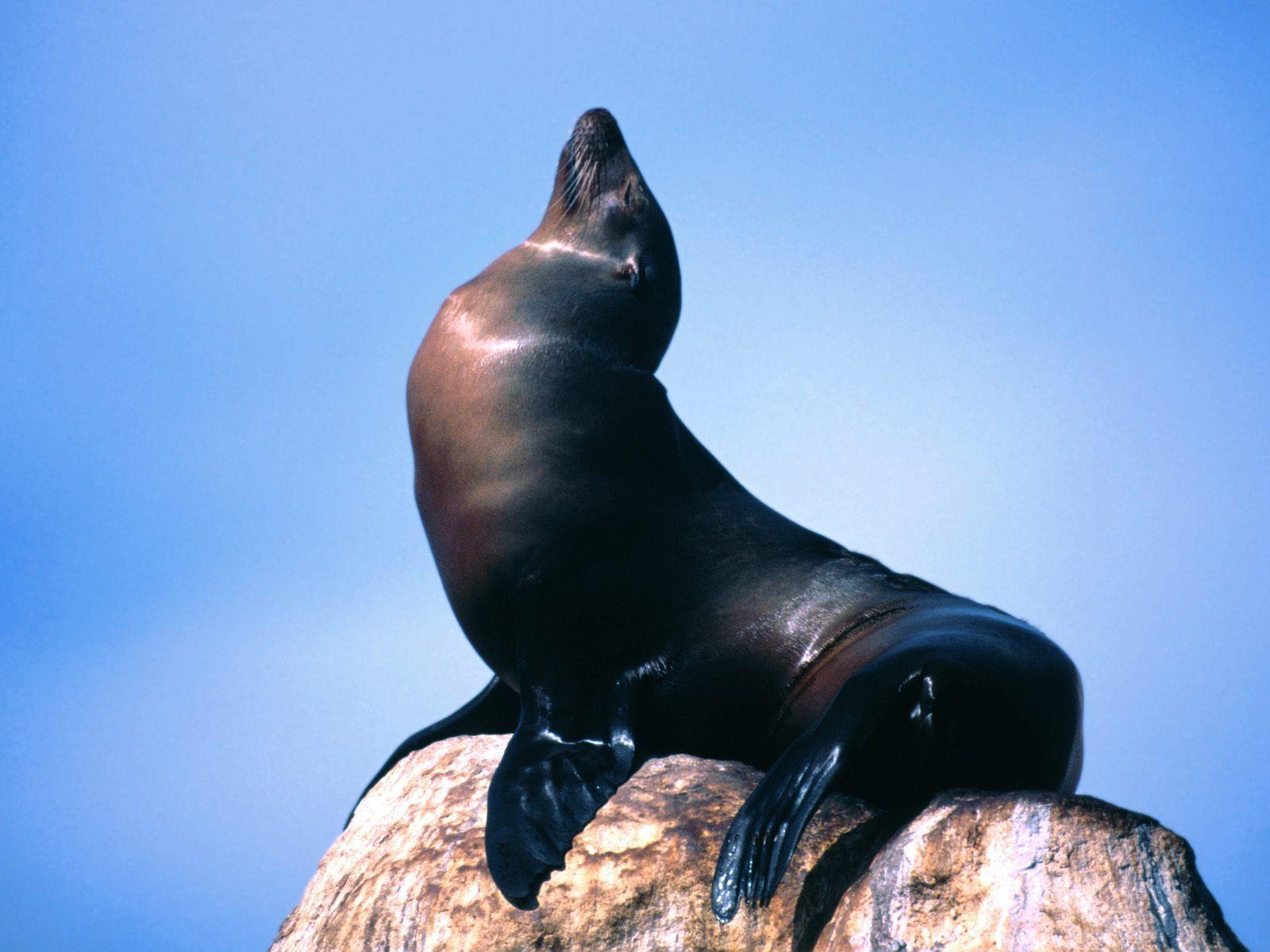 1600x1200 best Seals a Lions image. Wallpaper 4k