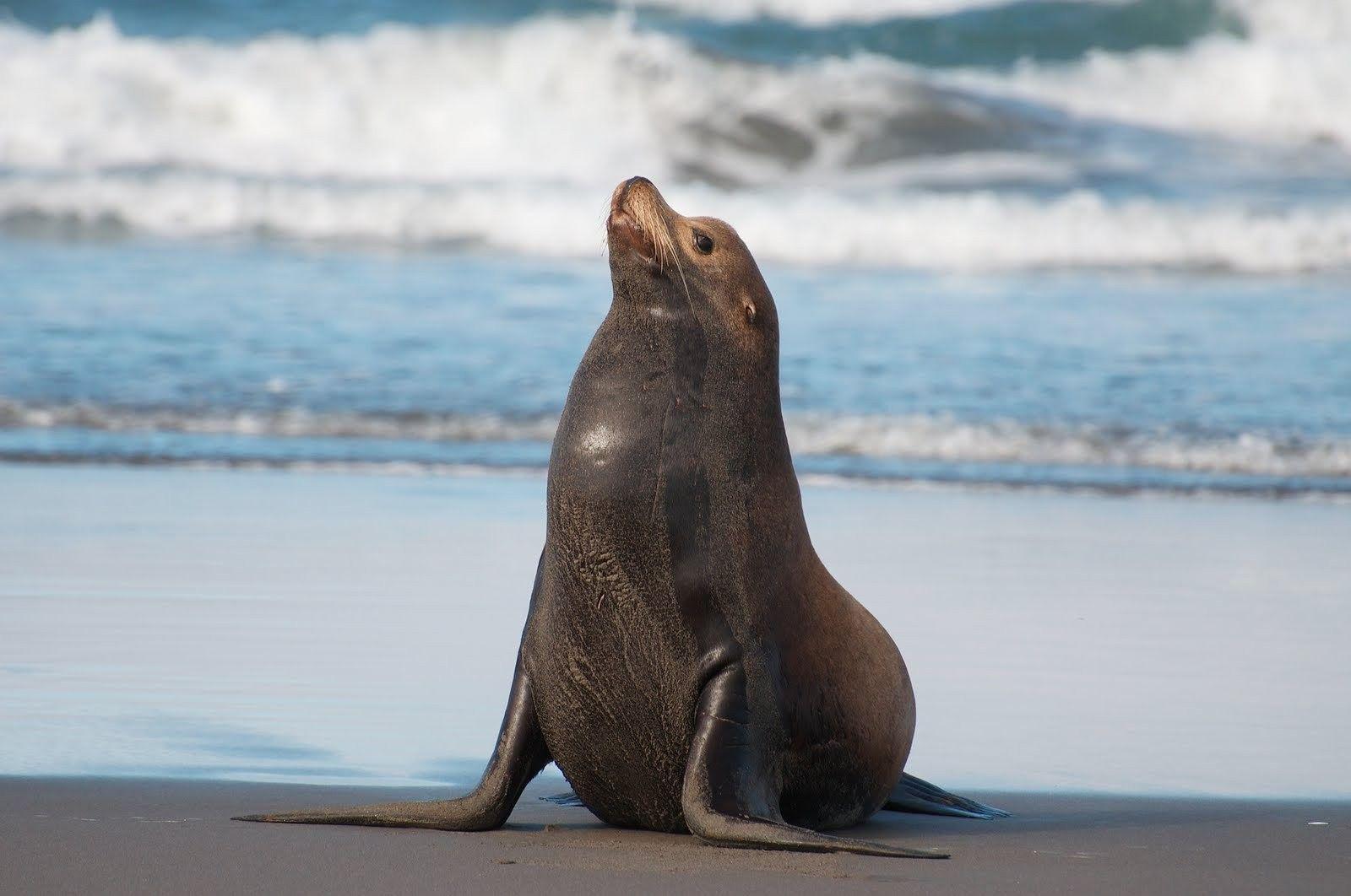 1600x1062 Animals: Lion Seal Lions Sea Seals Animal Wallpaper Background