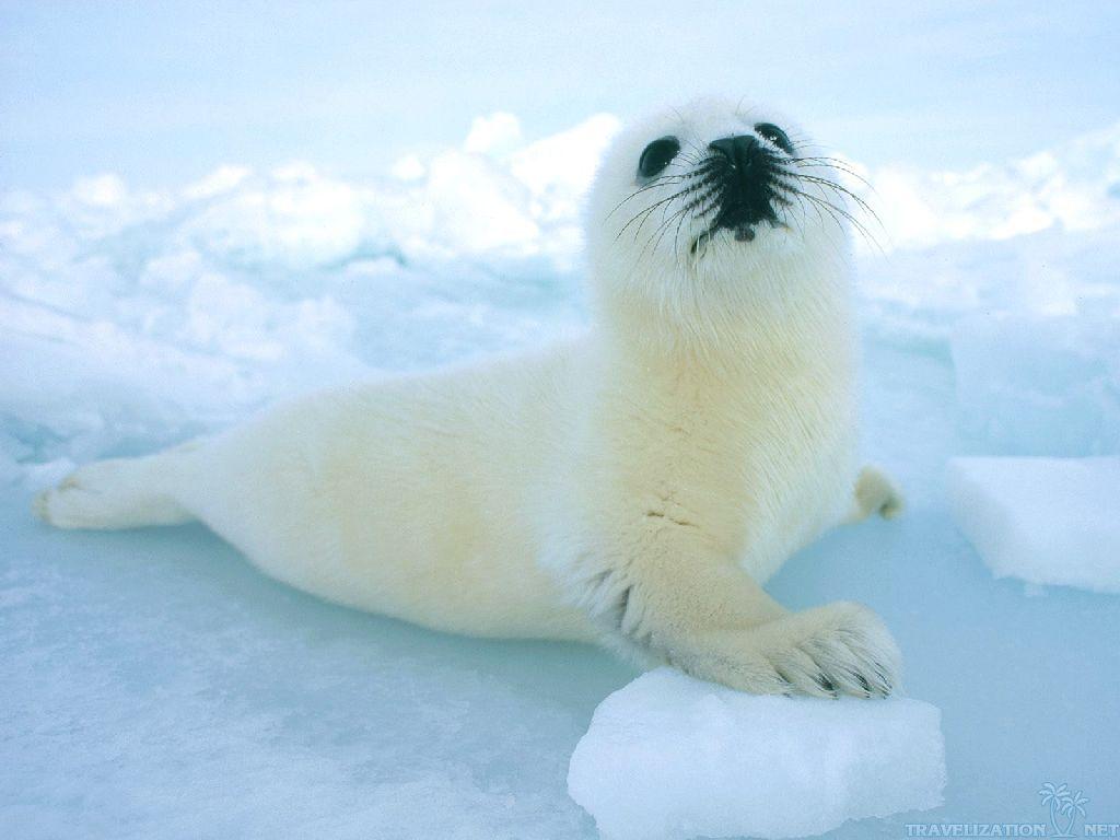 1024x768 Seals image Seal Pup HD wallpaper and background photo