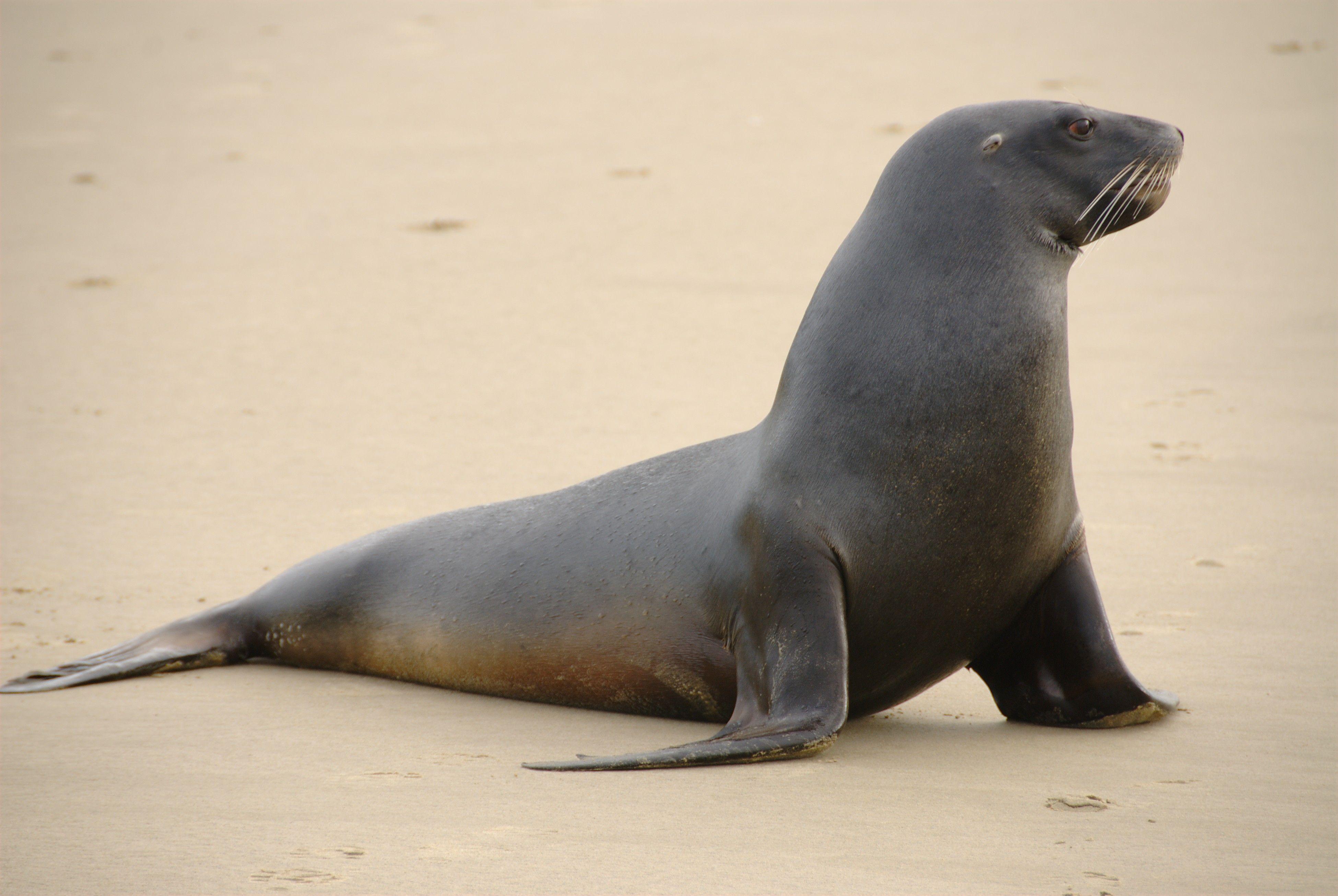 3900x2613 Sea Lion Wallpaper Picture 52666 3900x2613 px