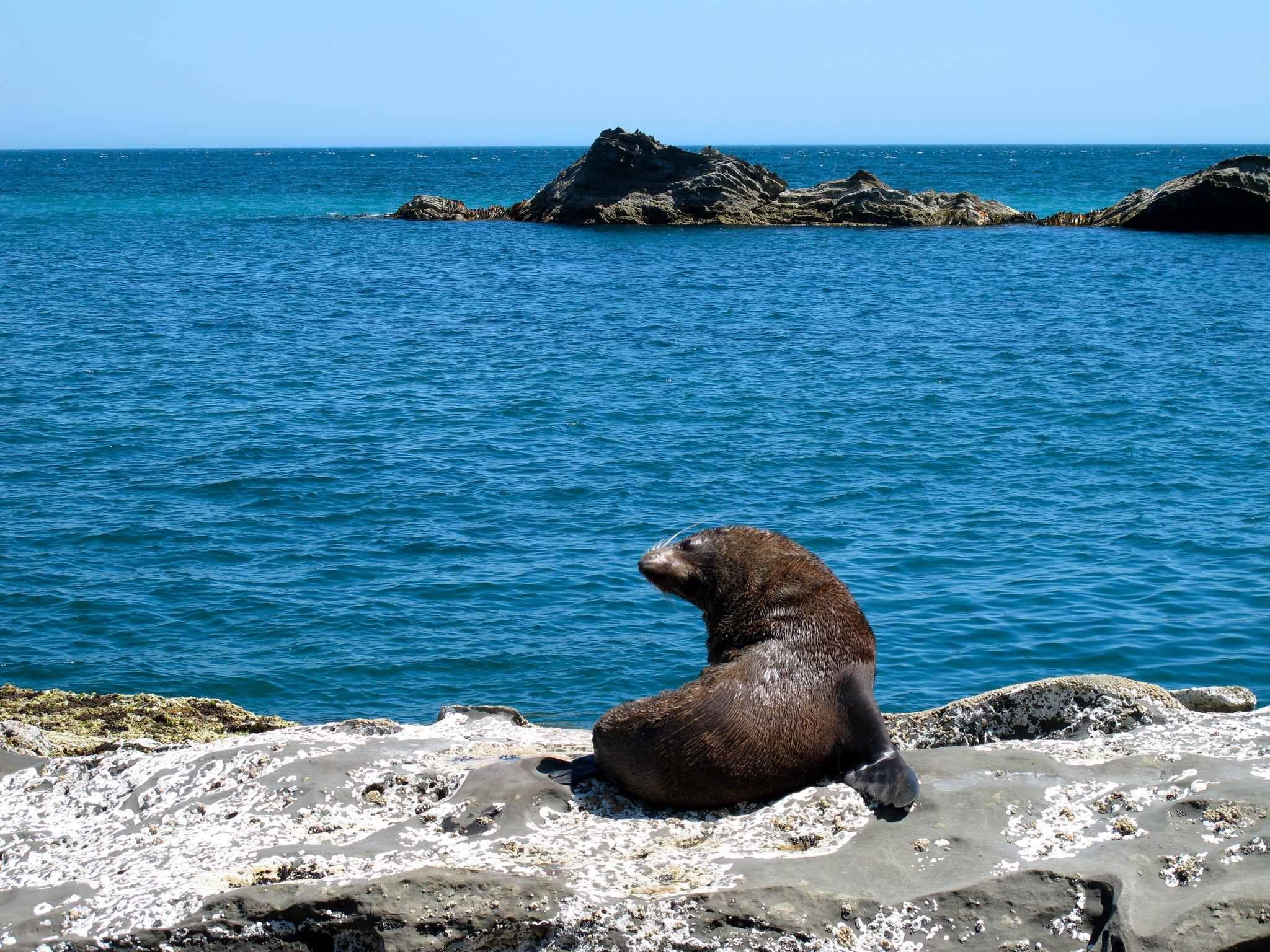 2048x1536 Galápagos fur seal the free encyclopedia AllD