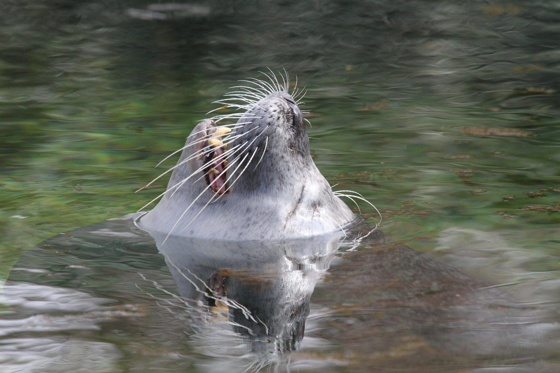 1920x1280 Download HD Photo Wallpaper Fur Seal Snout Water 047 5184x3456
