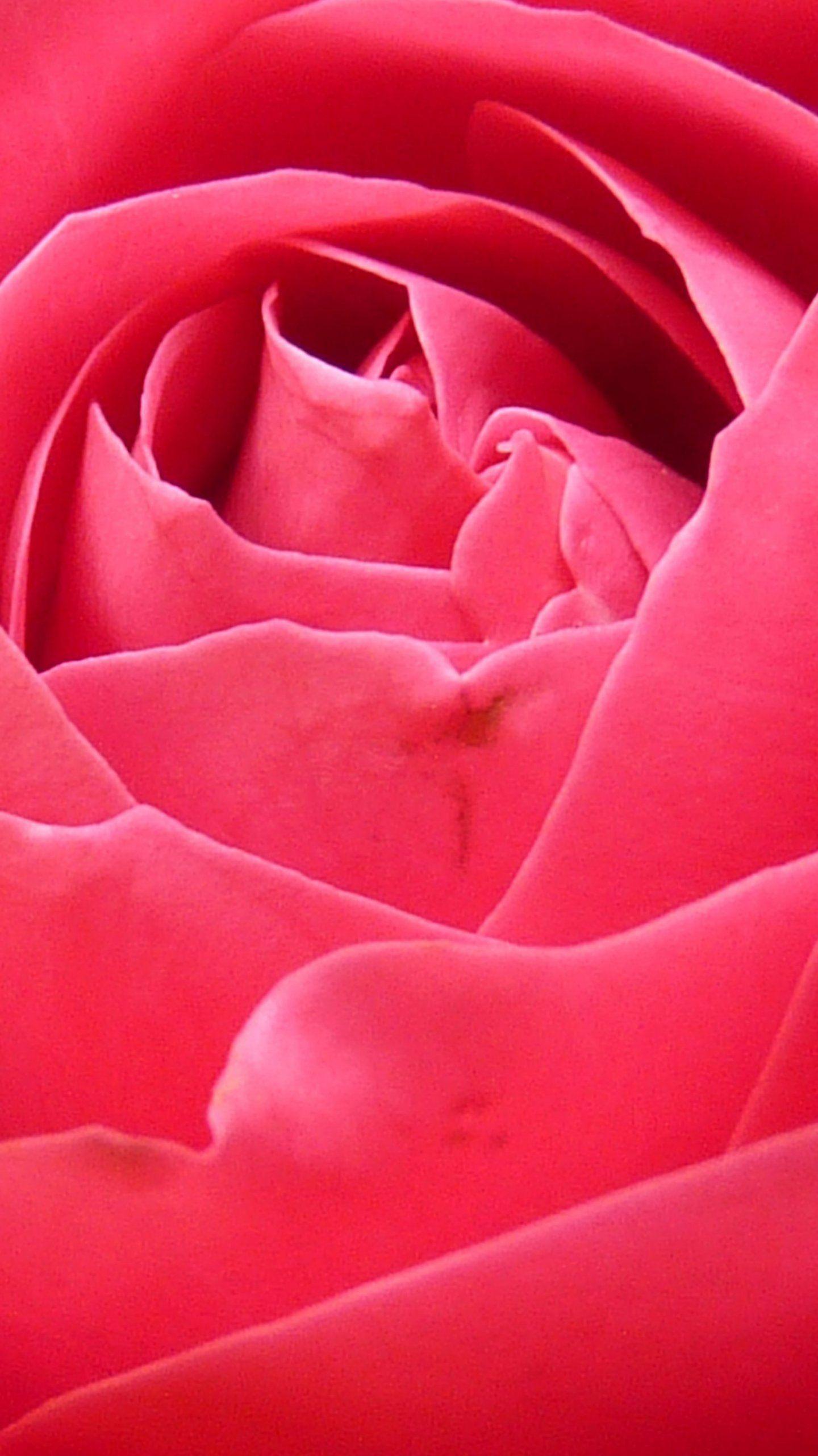 1440x2560 Bright Pink Rose Closeup Wallpaper, Android & Desktop