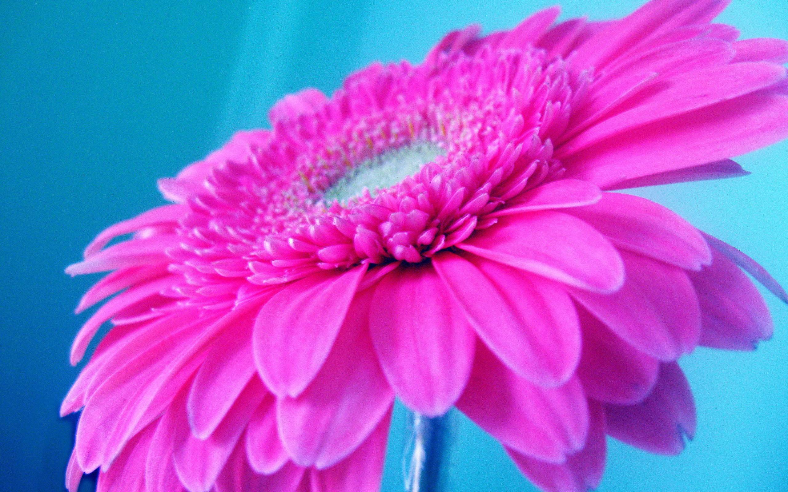 2560x1600 Free download HD Bright Pink Wallpaper [2560x1600]