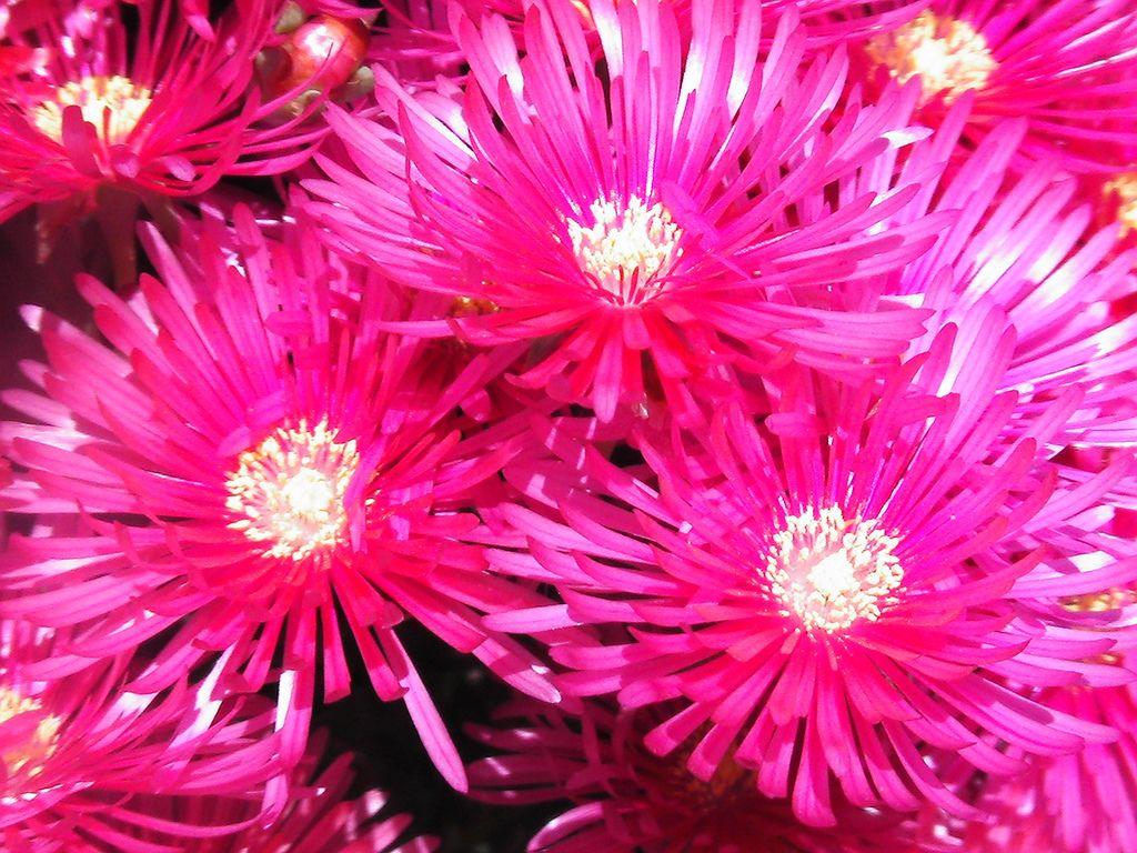 1024x768 Bright Pink Flowers wallpaperx768