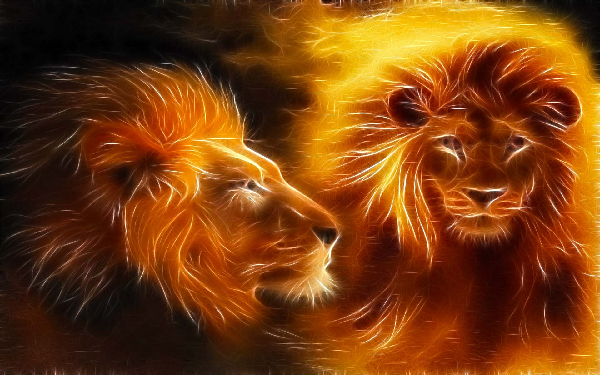 1920x1200 Black African Lion Wallpaper