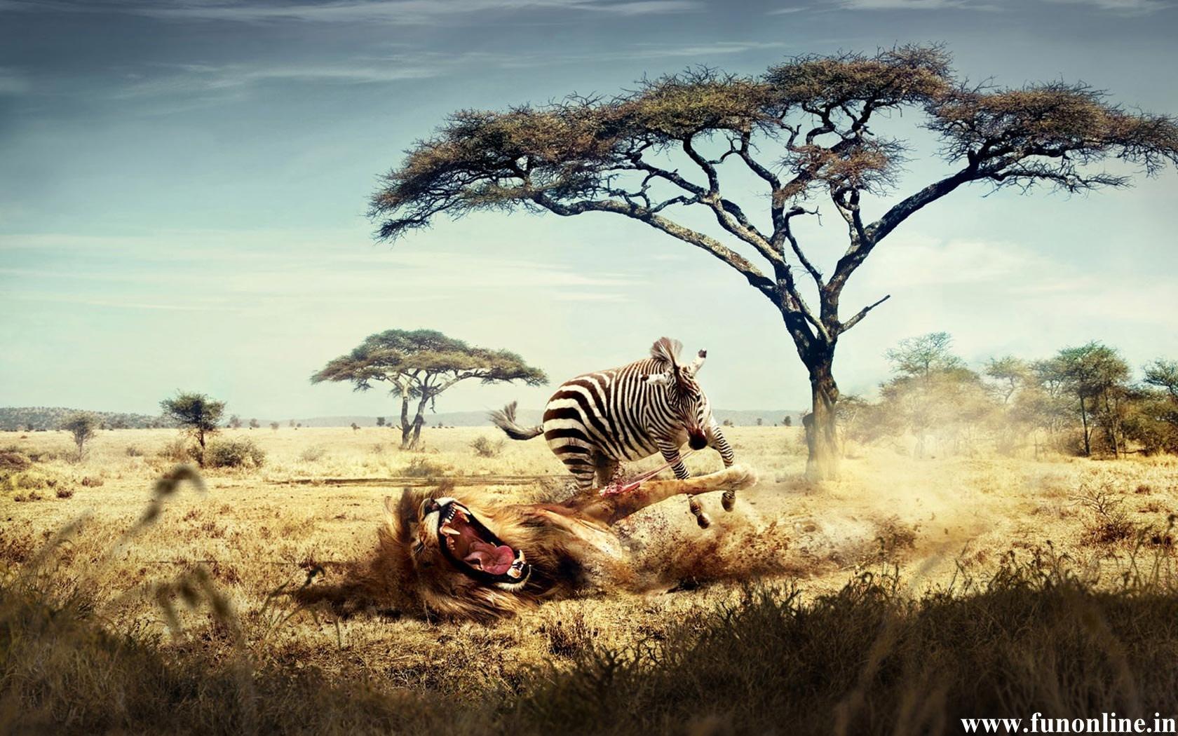 1680x1050 Free download skin zebra african art wallpaper HD wallpaper