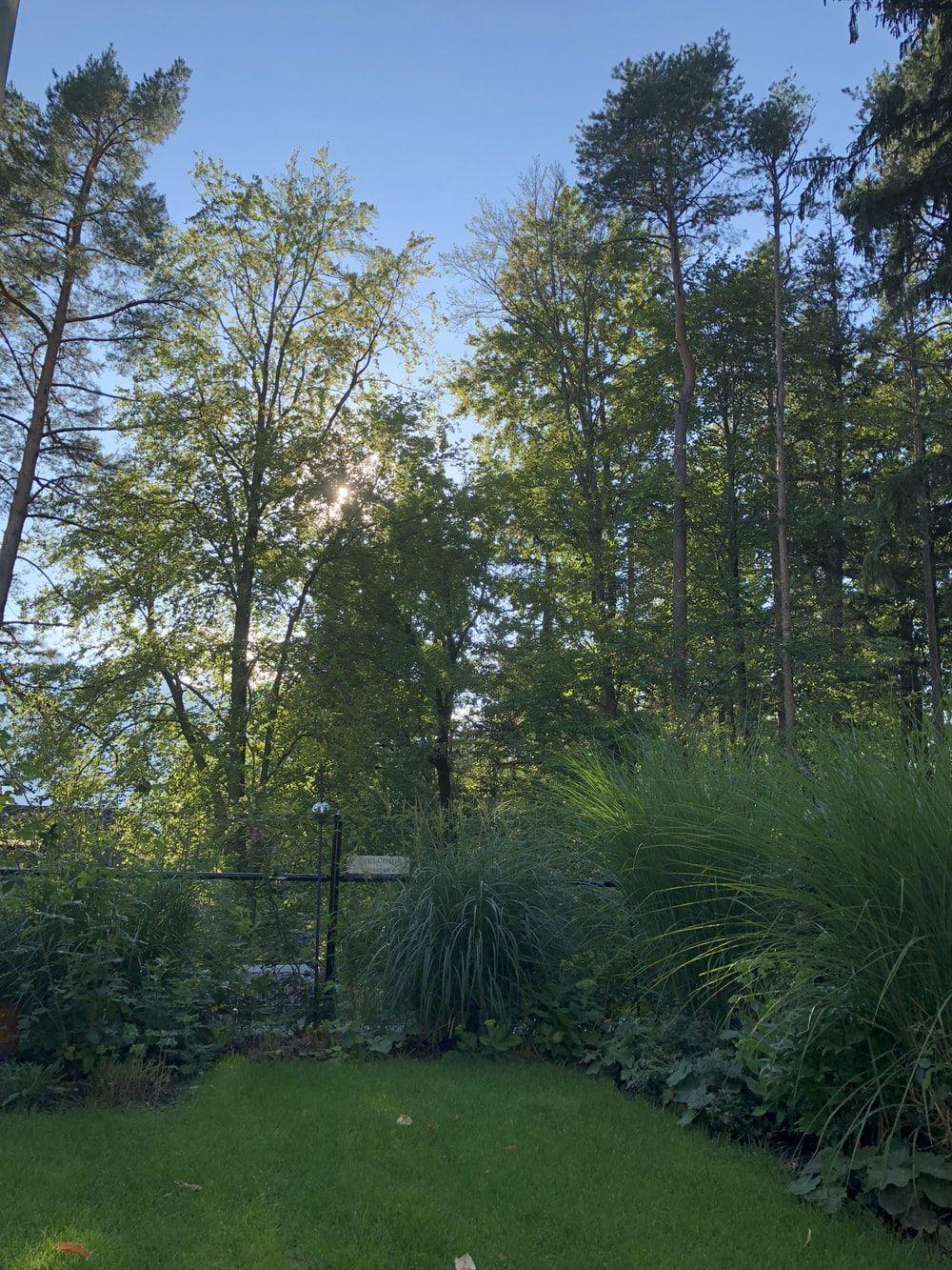 1000x1333 Grass, plant, tree and lawn. HD photo