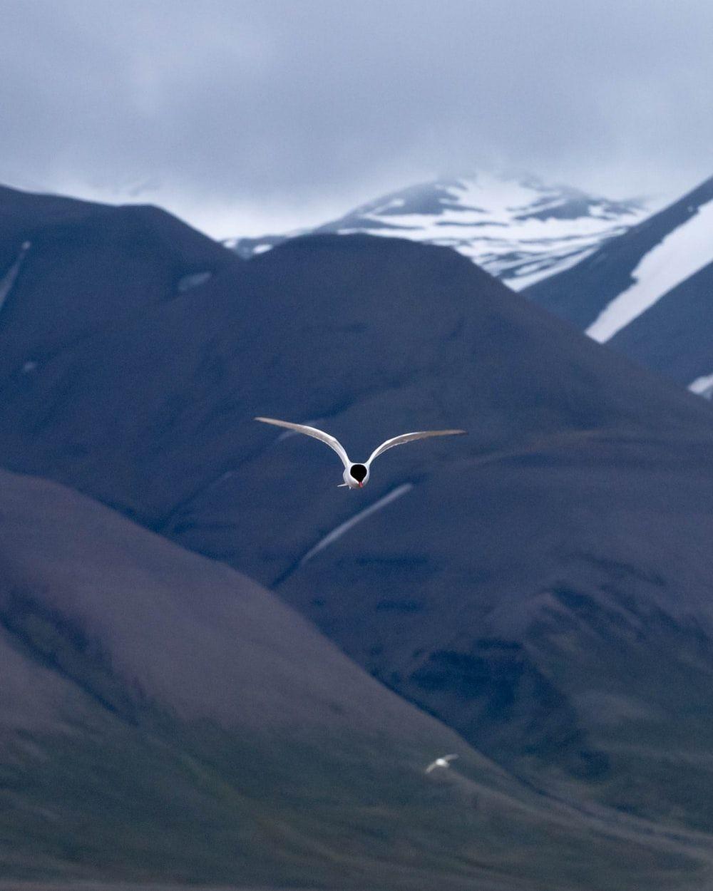 1000x1250 Svalbard Picture. Download Free Image