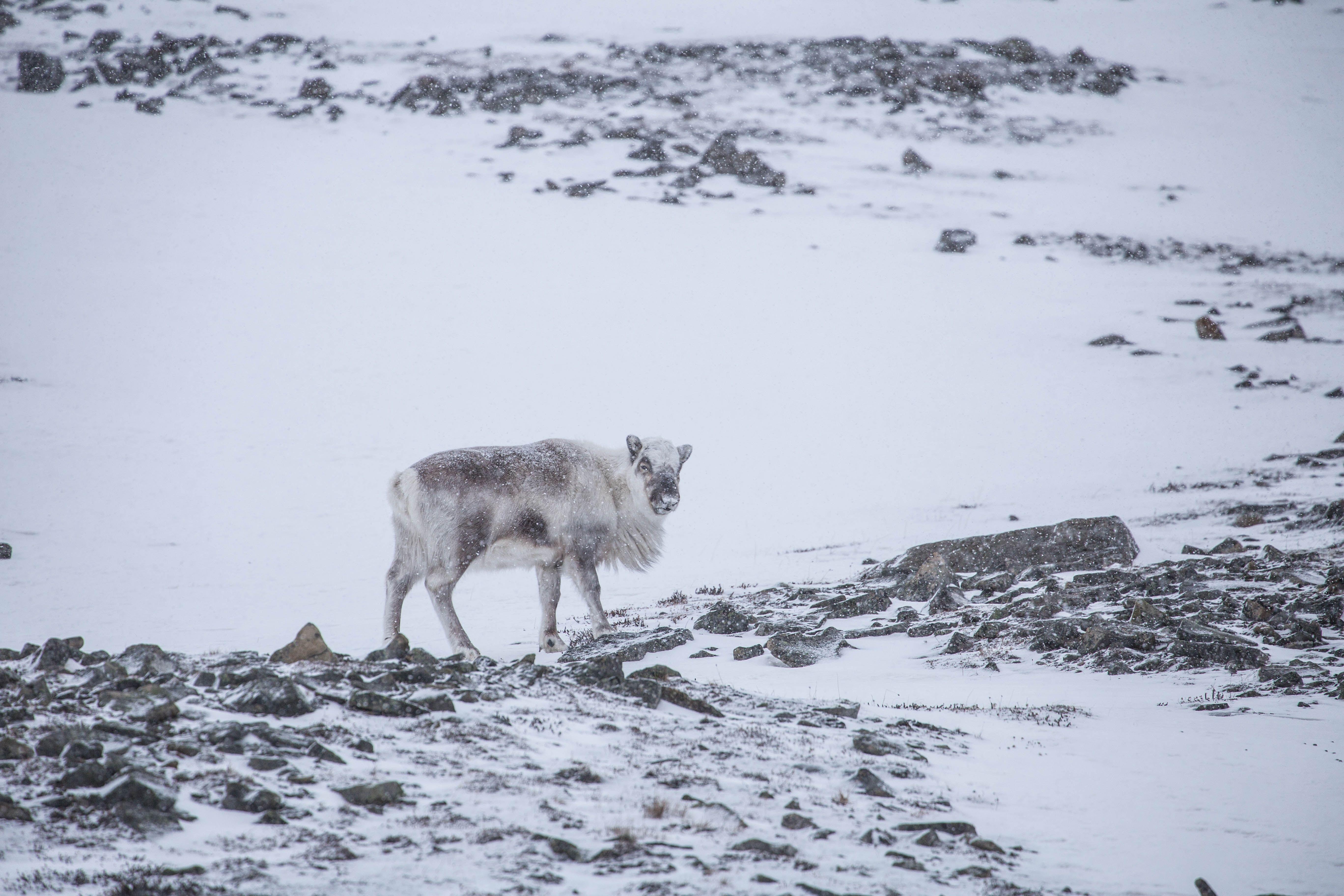 5472x3648 Longyearbyen, Svalbard And Jan Mayen Picture. Download Free