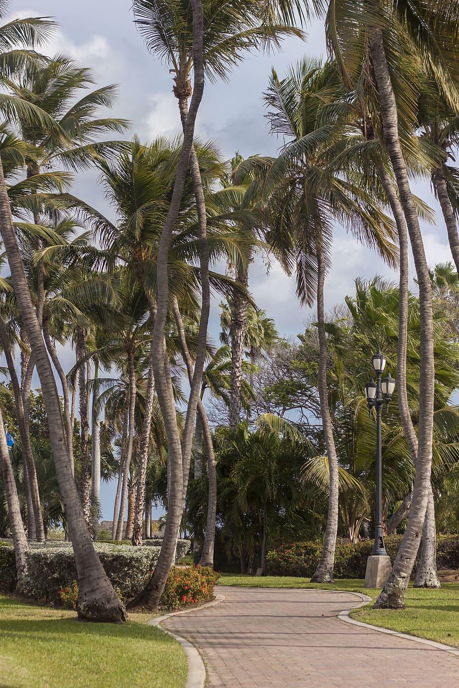 910x1365 HD wallpaper: aruba, oranjestad, wilhelmina park, phone wallpaper
