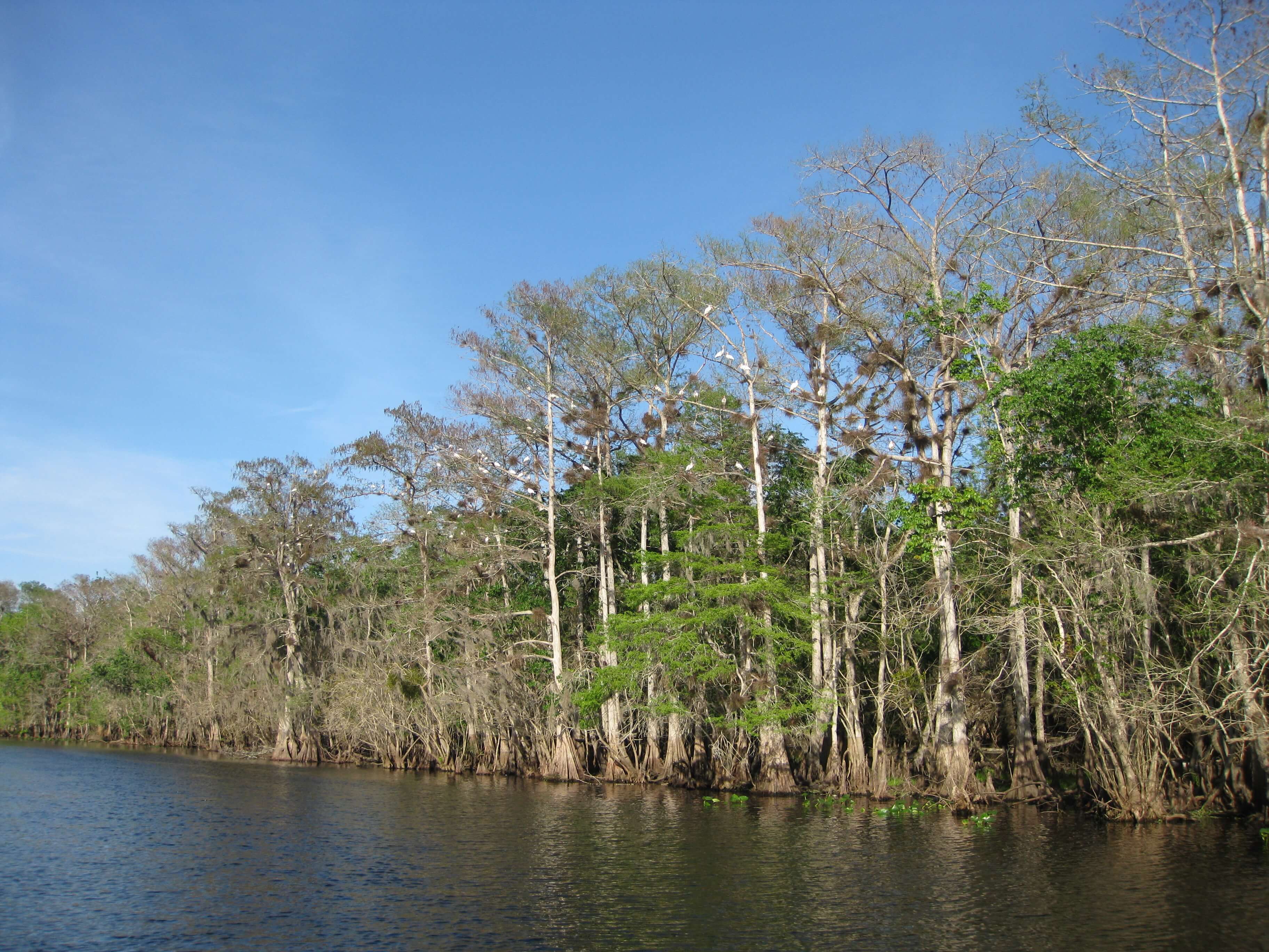 3648x2736 St. Johns River wallpaper, Artistic, HQ St. Johns River picture