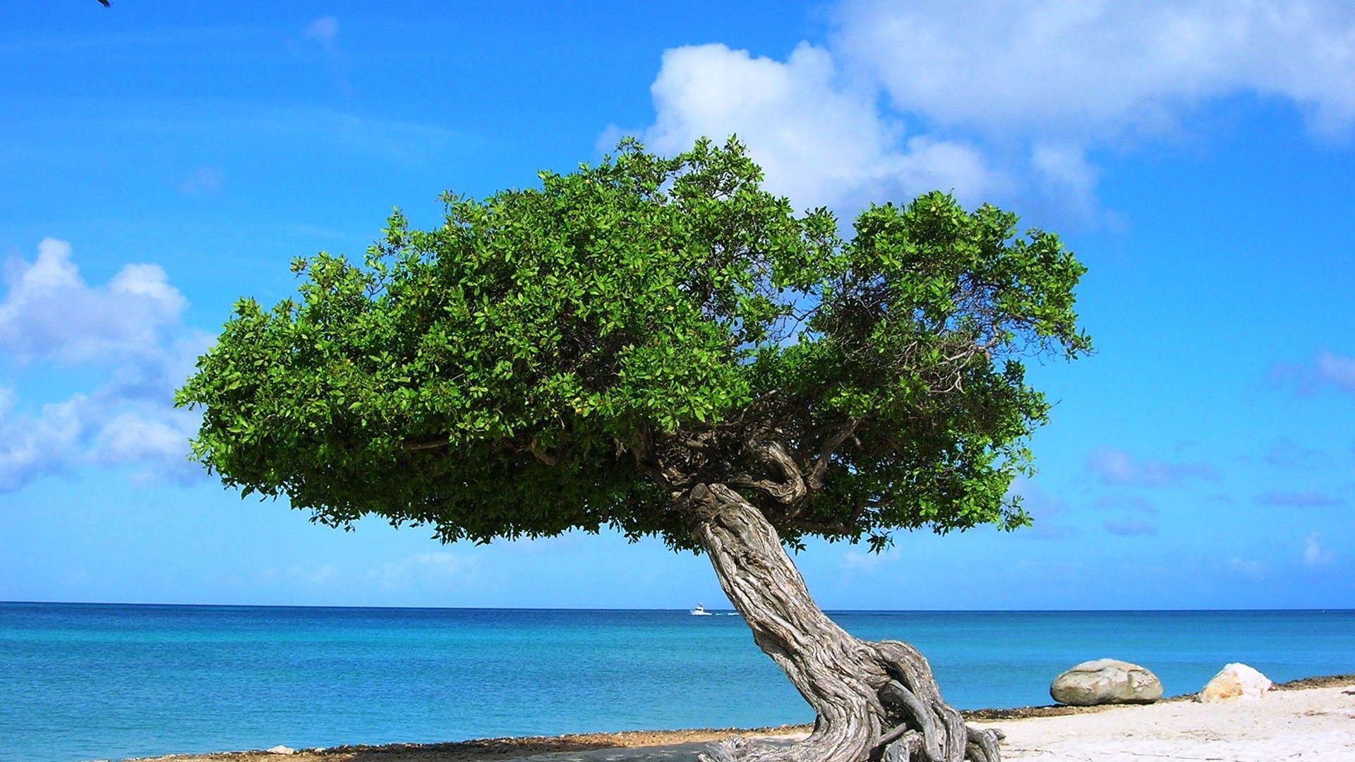 1920x1080 Scenic Tree Beach Aruba Wallpaper 1920x1080