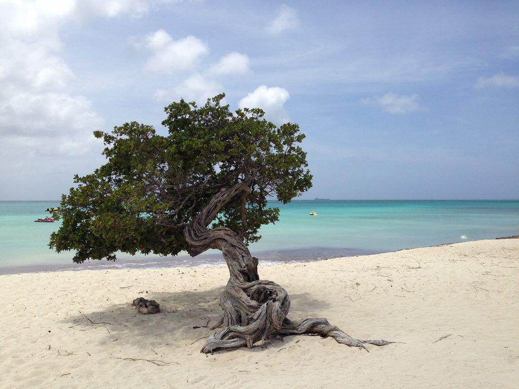 1024x768 Aruba Travel Guide: What Not to Miss. Go 4 Travel Blog