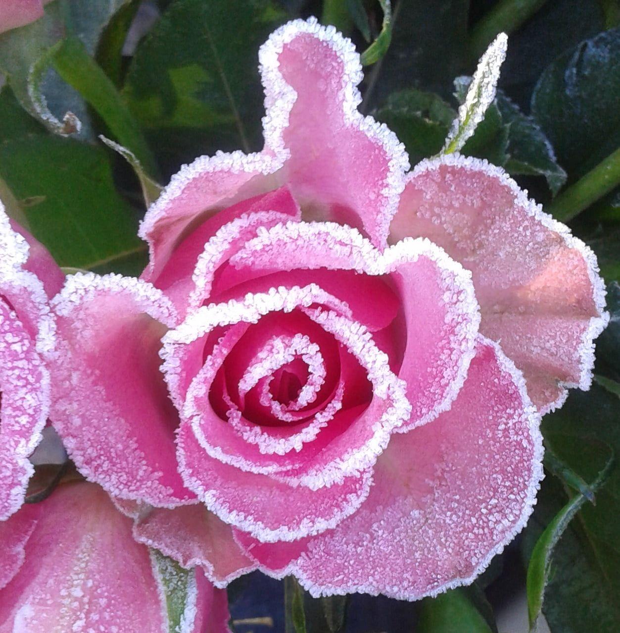1253x1278 Photo of pink rose with leaves, sucre HD wallpaper