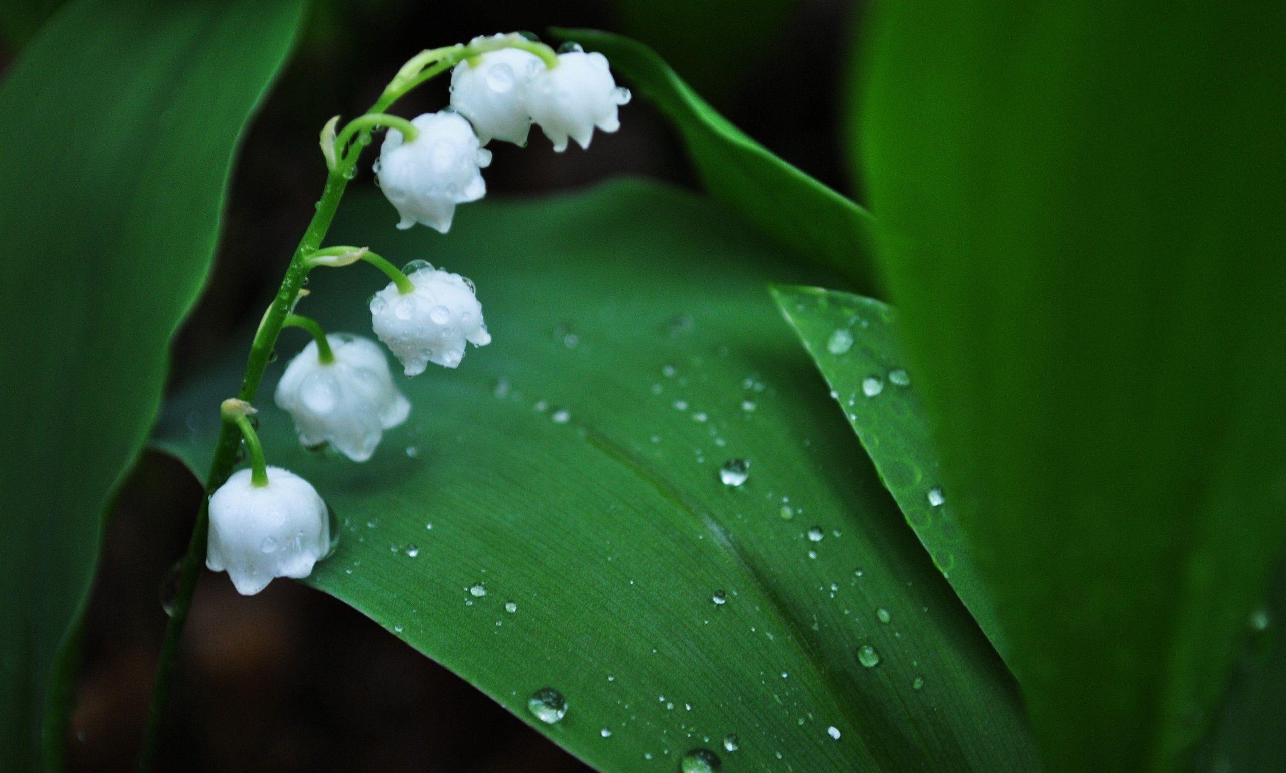 2560x1540 Lily Of The Valley Wallpaper. Lily of the valley flowers, Lily