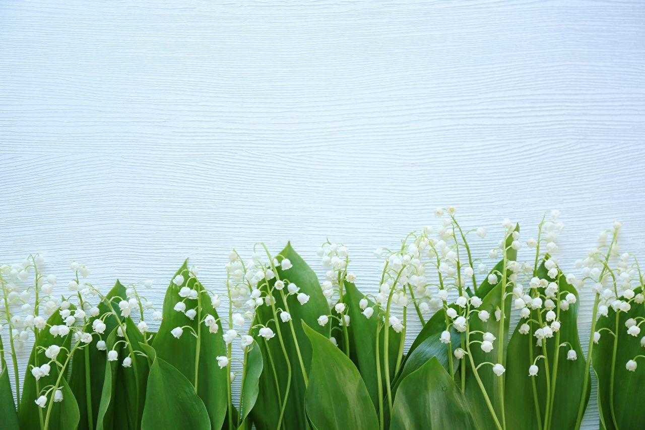 1280x853 Desktop Wallpaper Flowers Lilies of the valley