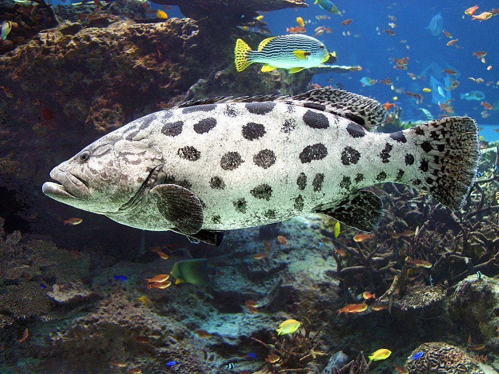 1024x768 Free download Home Underwater Wallpaper Black And White Spotted