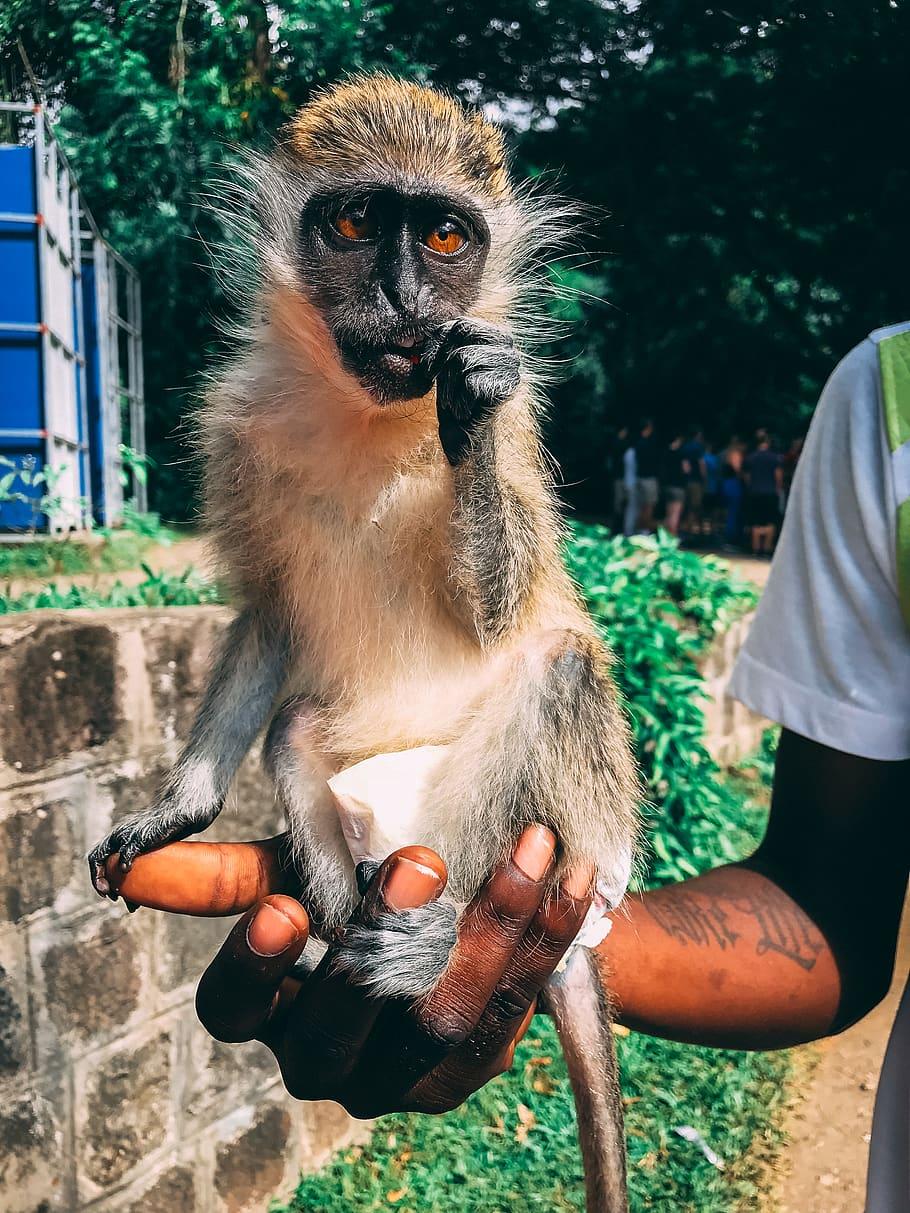 910x1213 HD wallpaper: saint kitts and nevis, monkey, candy, pet monkey, st