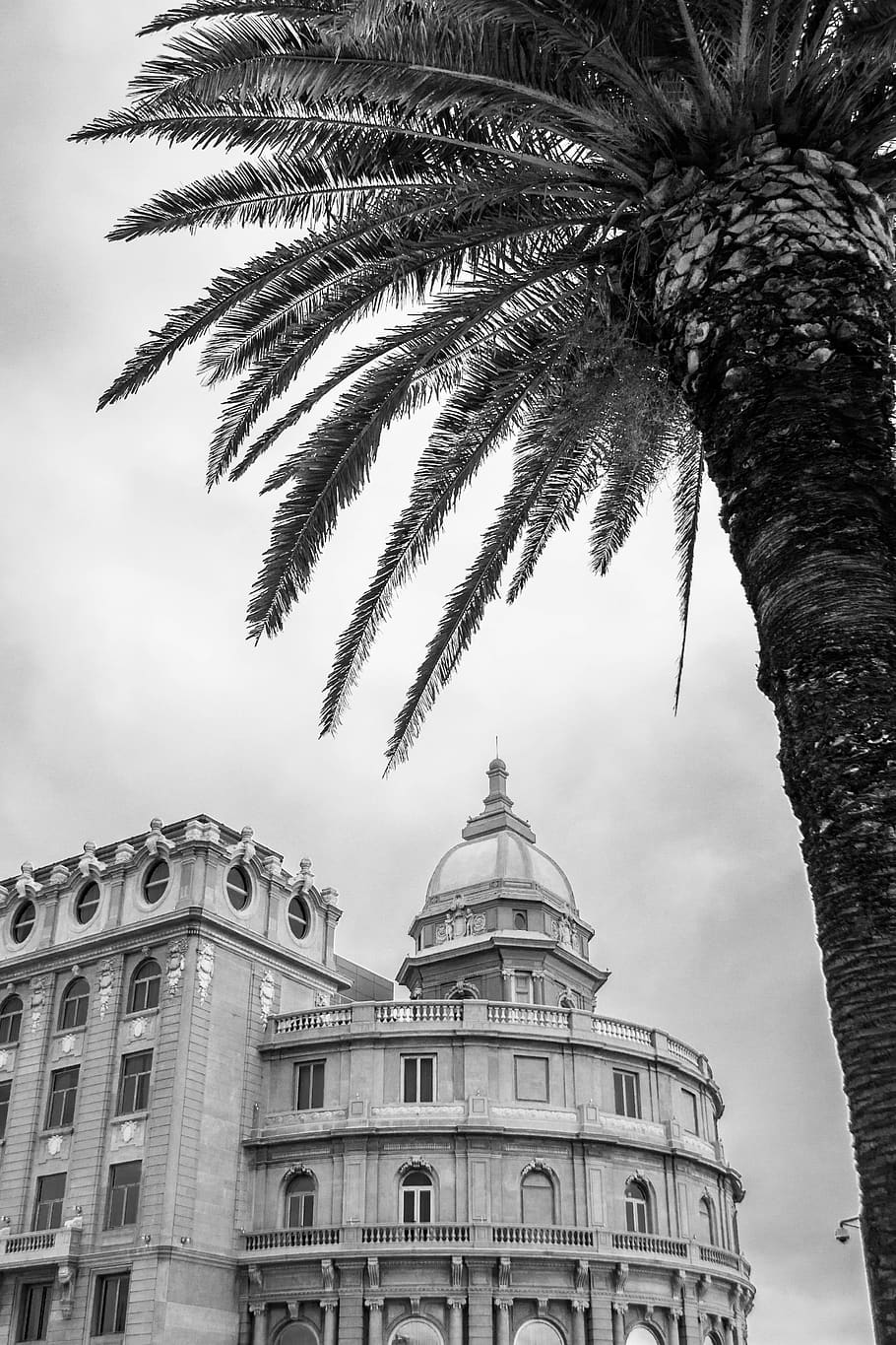 910x1365 HD wallpaper: montevideo, uruguay, architecture, tree, palmtree