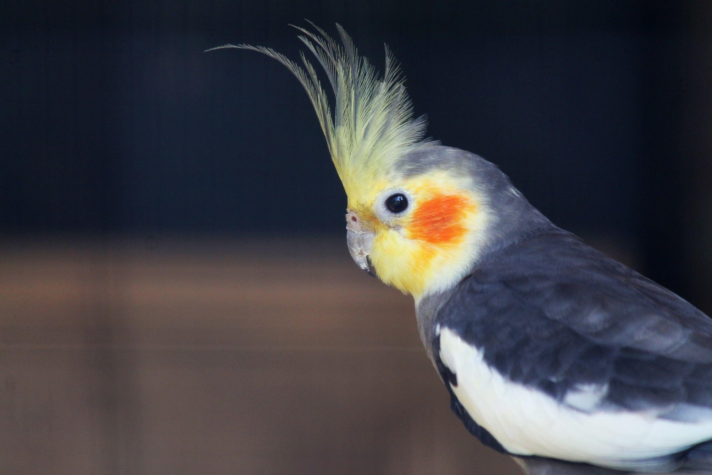 Cockatiel Wallpapers - Top Free Cockatiel Backgrounds - WallpaperAccess