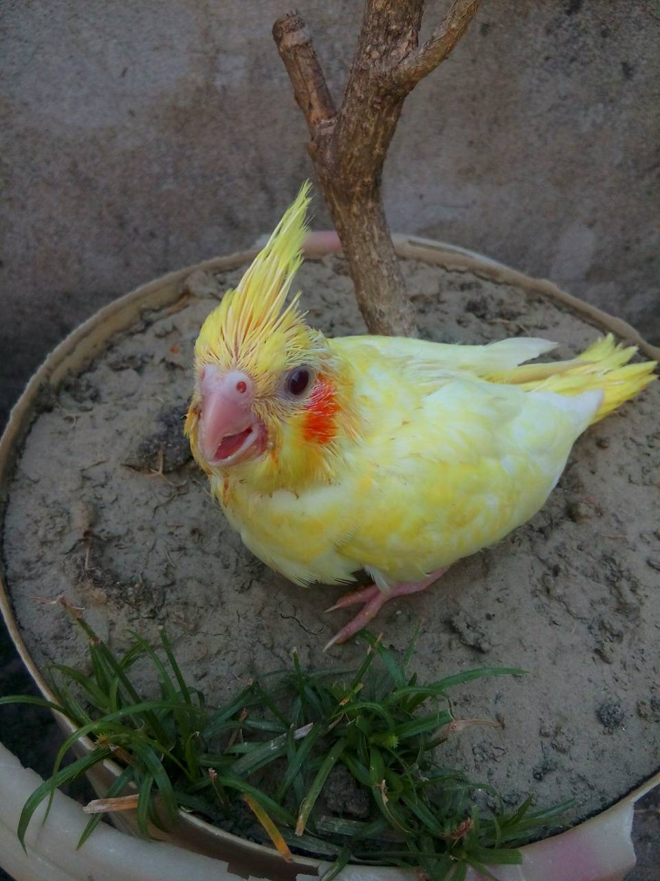 960x1280 Lutino cockatiel wallpaper