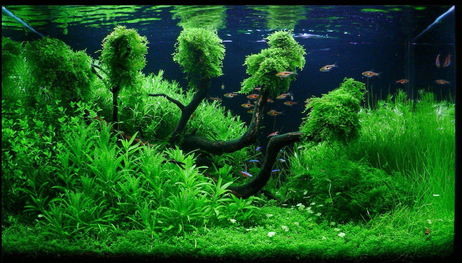 Aquascape Wallpapers Top Free Aquascape Backgrounds Wallpaperaccess