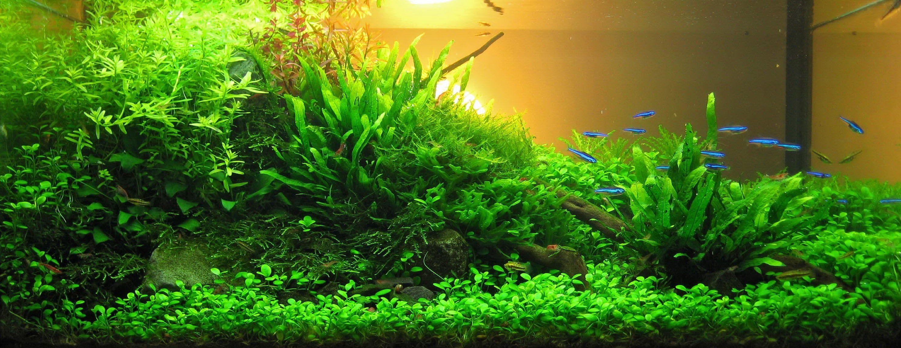 Aquascape Wallpapers - Top Free Aquascape Backgrounds - WallpaperAccess