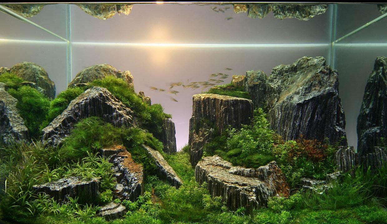 Aquascape Wallpapers - Top Free Aquascape Backgrounds - WallpaperAccess