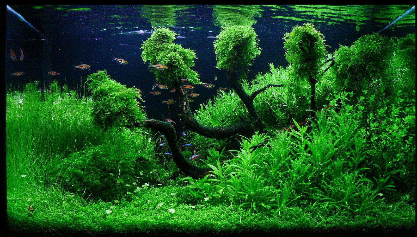 Aquascape Wallpapers - Top Free Aquascape Backgrounds - WallpaperAccess