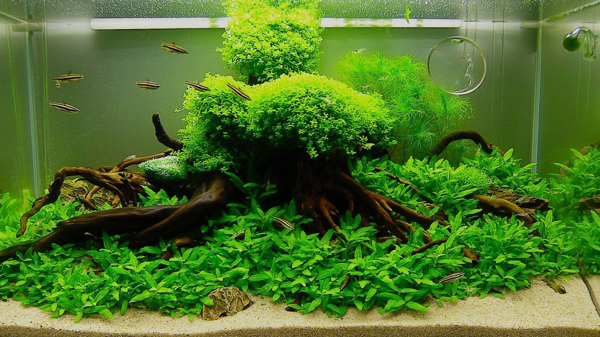 Aquascape Wallpapers Top Free Aquascape Backgrounds WallpaperAccess