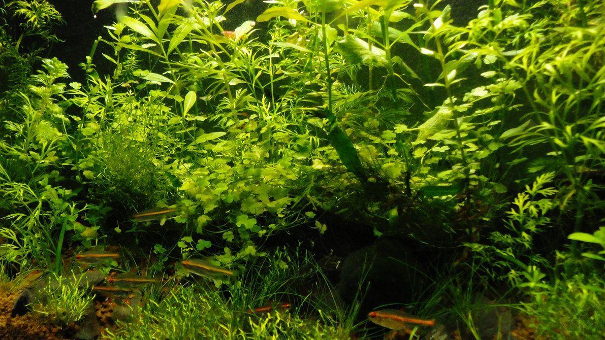 1191x670 Natural Aquascape 1080p HD Wallpaper. Aquascape, HD wallpaper, Nature