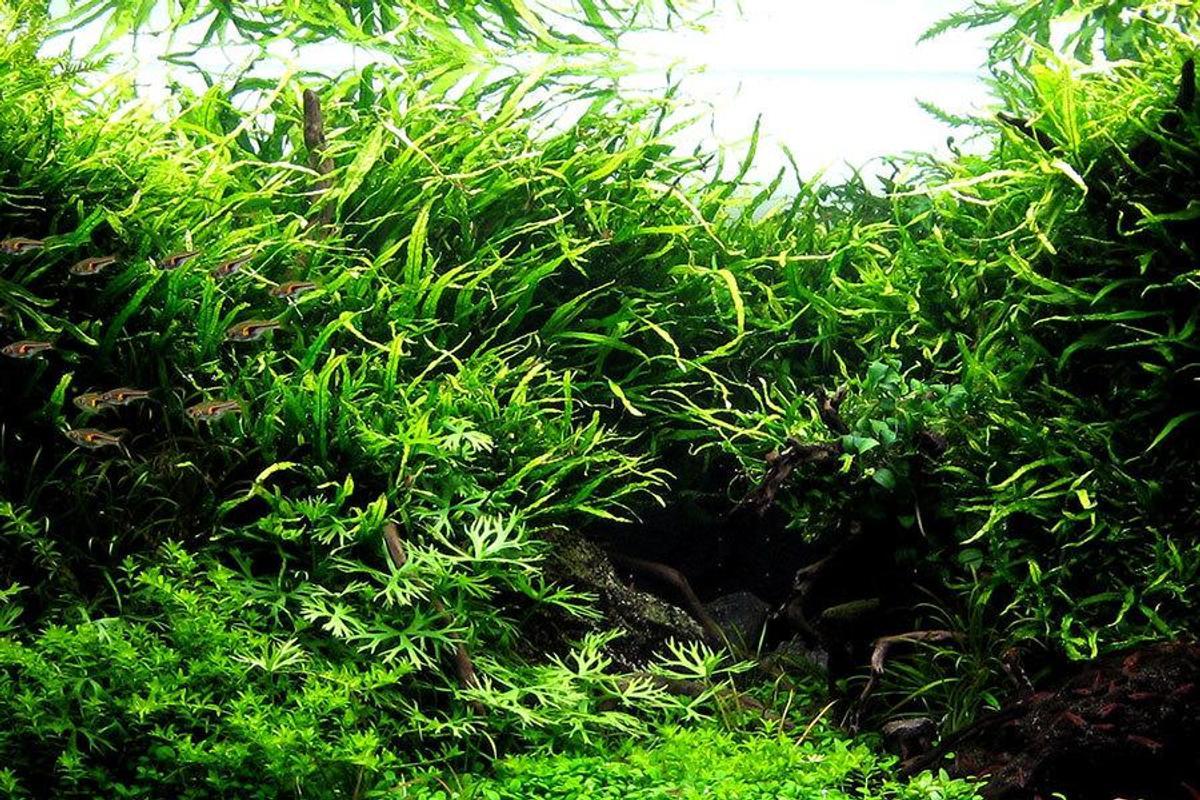 1200x800 Aquascape Wallpaper