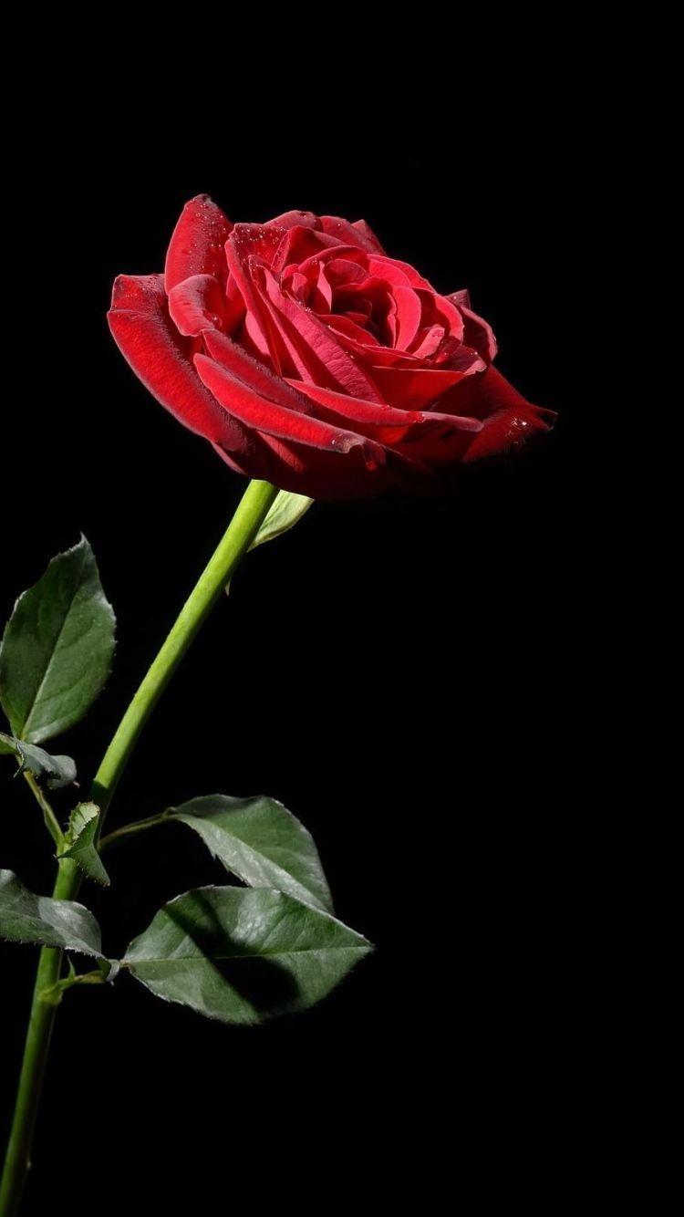 750x1334 iPhone Wallpaper Tumblr Awesome Serene Flower Skies Red