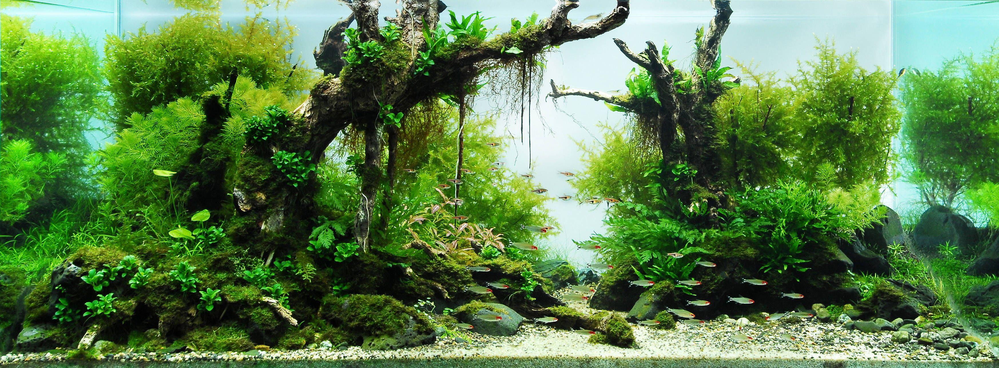 Aquascape Wallpapers - Top Free Aquascape Backgrounds - WallpaperAccess