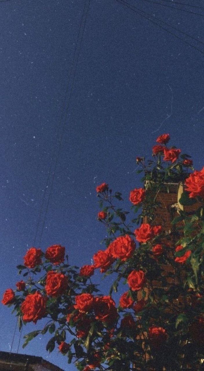 704x1280 Image about tumblr in w a l l p a p e r s by Nastya♡