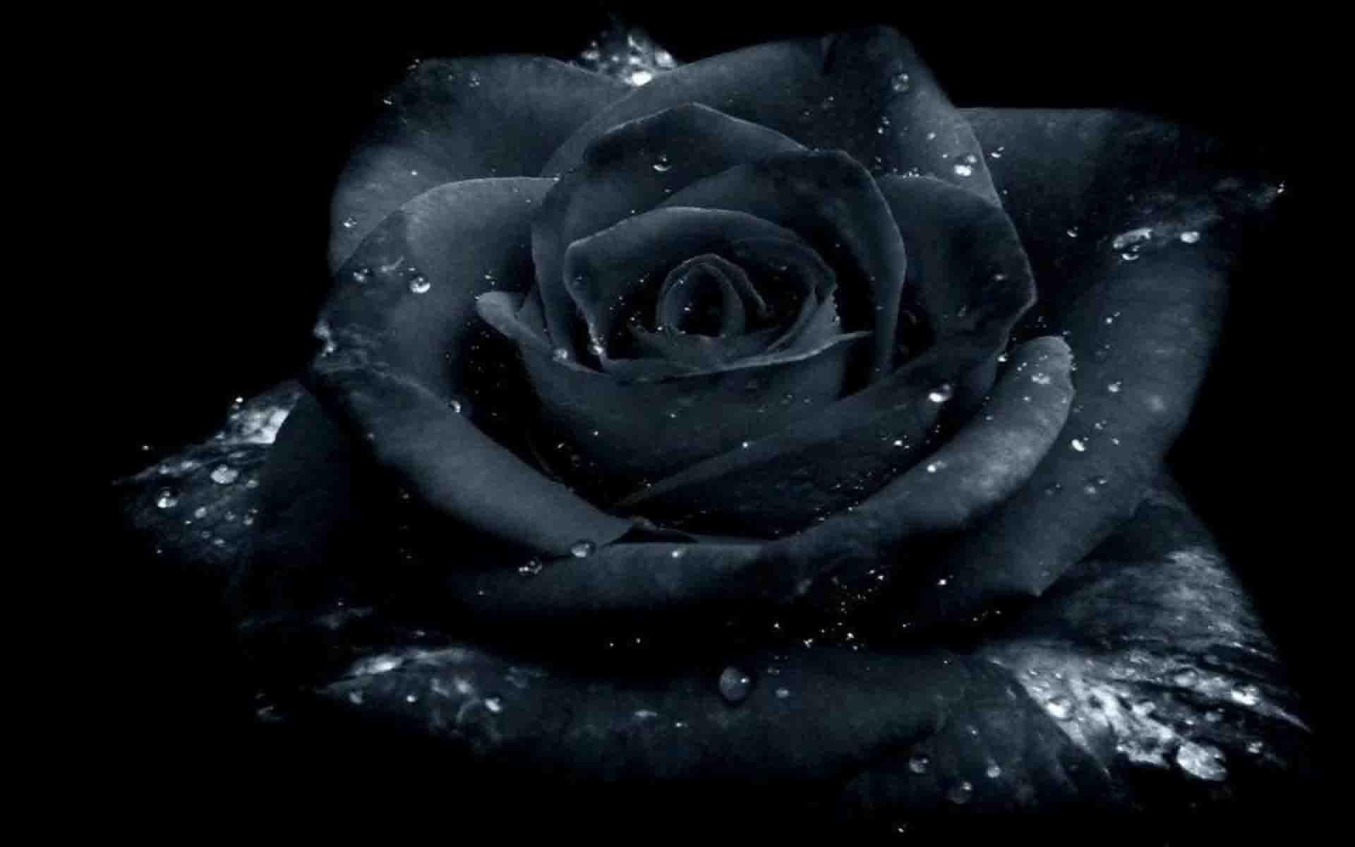 1920x1200 Dark Rose Wallpaper