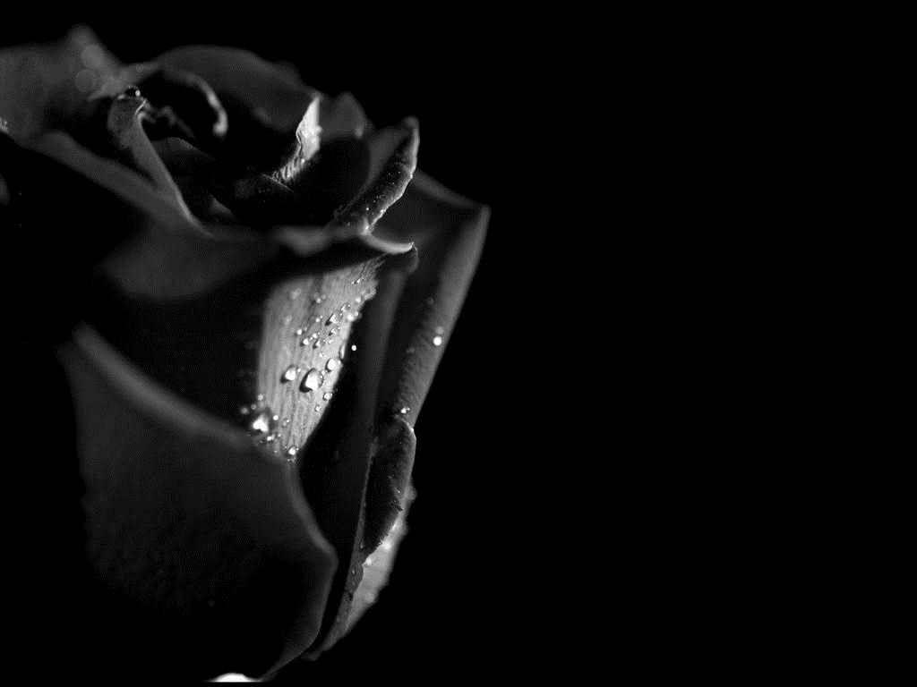 1024x768 Free Black Rose Wallpaper at Landscape Monodomo