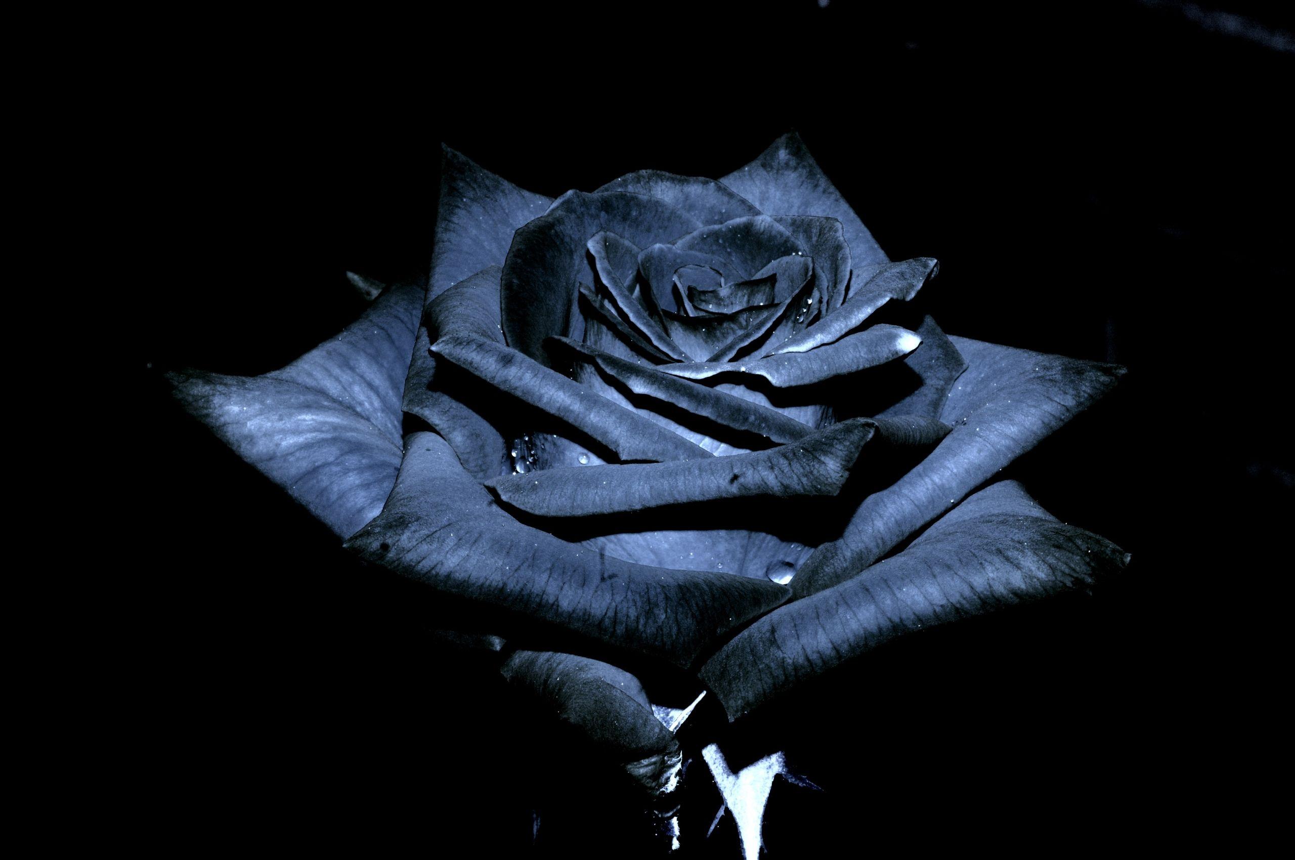 2560x1700 Free download Black Roses Wallpaper amp Picture [4288x2848]