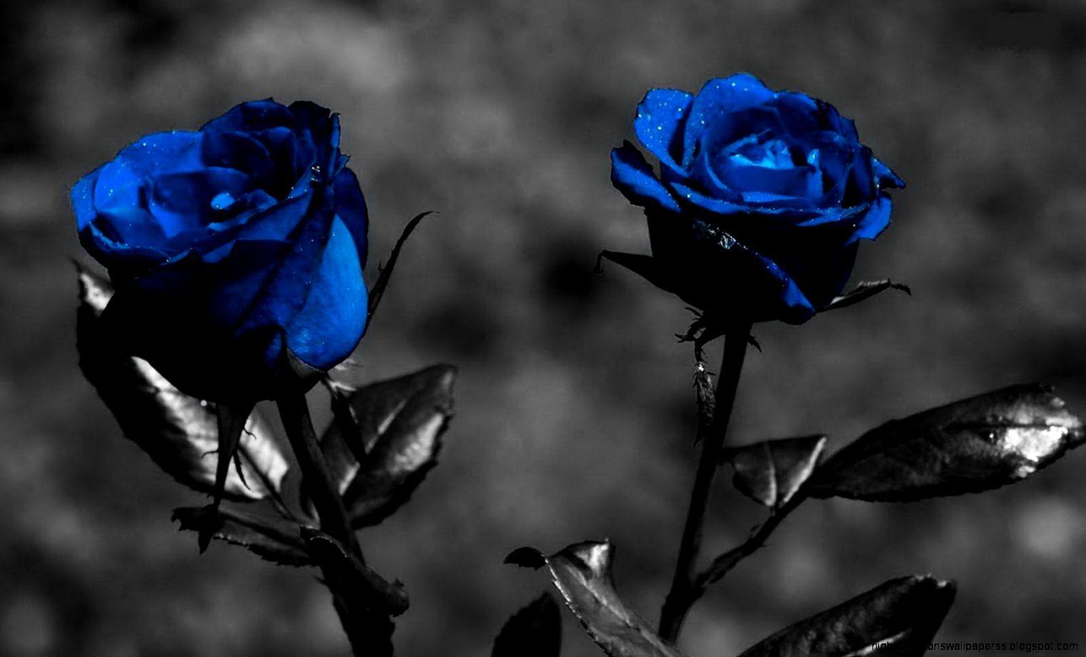 1520x920 Black Roses Flower Wallpaper. High Definitions Wallpaper