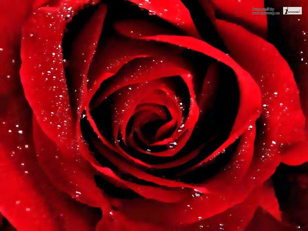 1024x768 Black rose wallpaper. Black rose wallpaper
