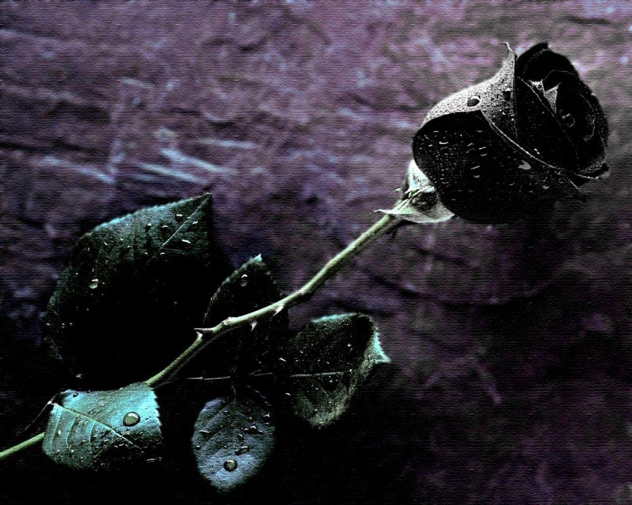 1275x1020 Black Roses Wallpaper & Picture. emily l
