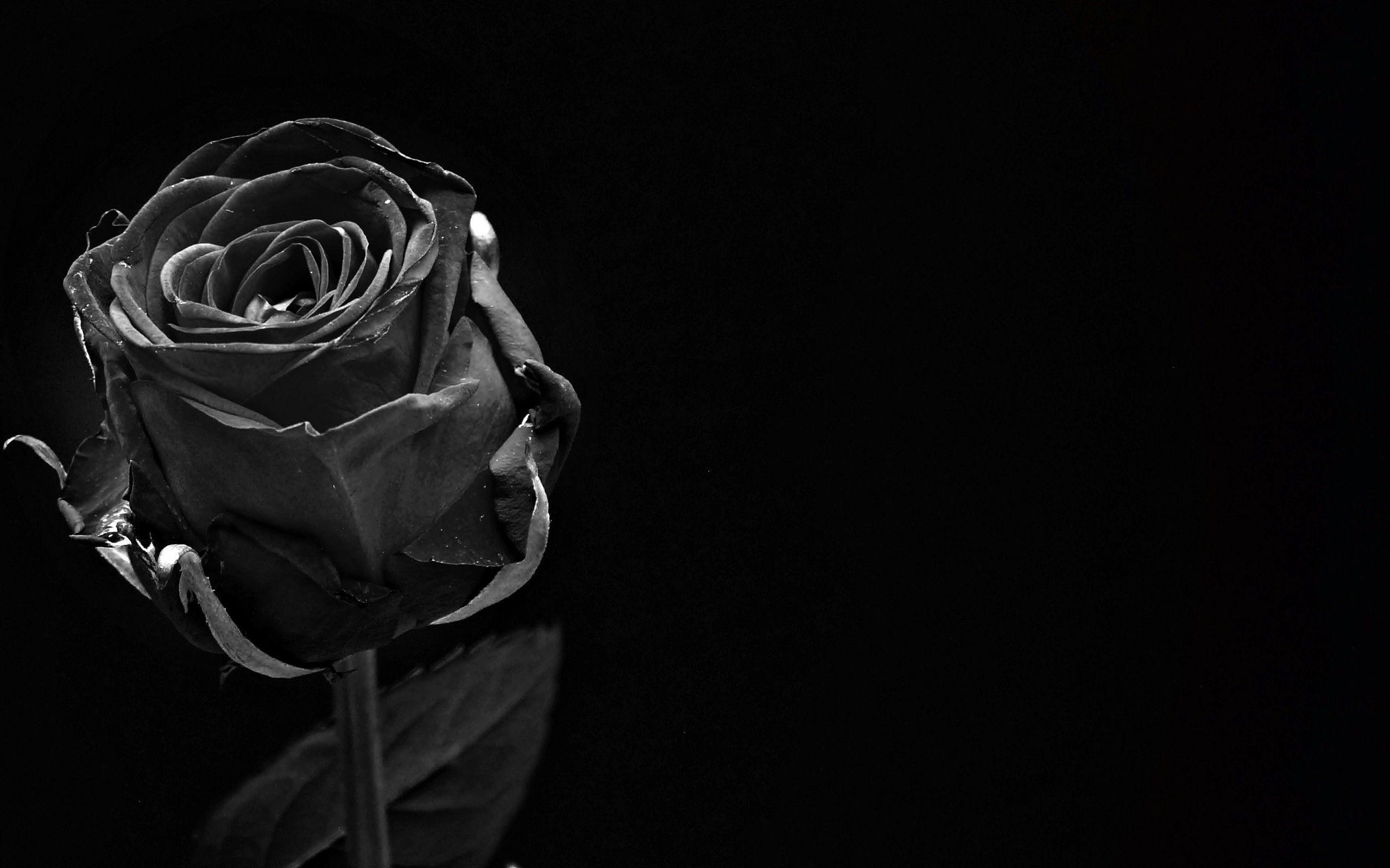 2560x1600 Download 2560x1600 Black Rose, Close Up Wallpaper For MacBook Pro