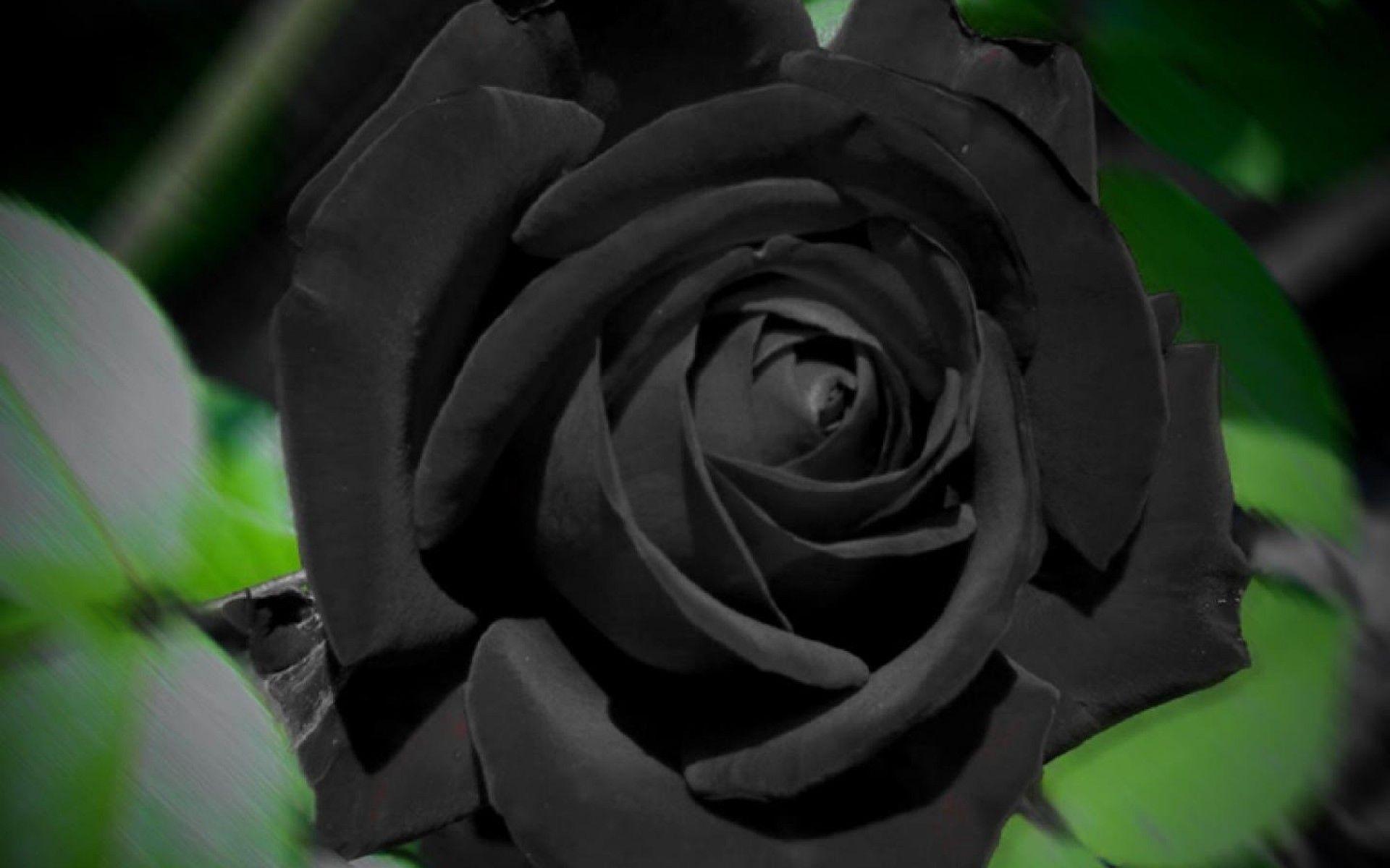 1920x1200 Black Rose Widescreen Wallpaper 34451