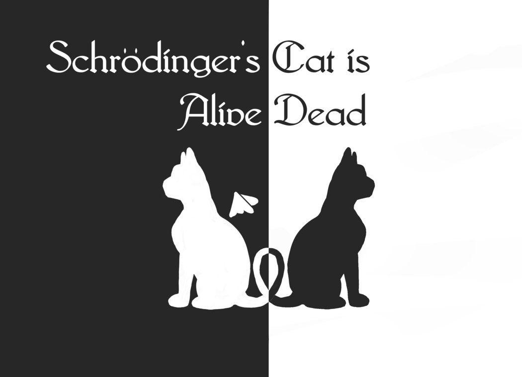 Schrödinger's Cat Wallpapers - Top Free Schrödinger's Cat Backgrounds - WallpaperAccess