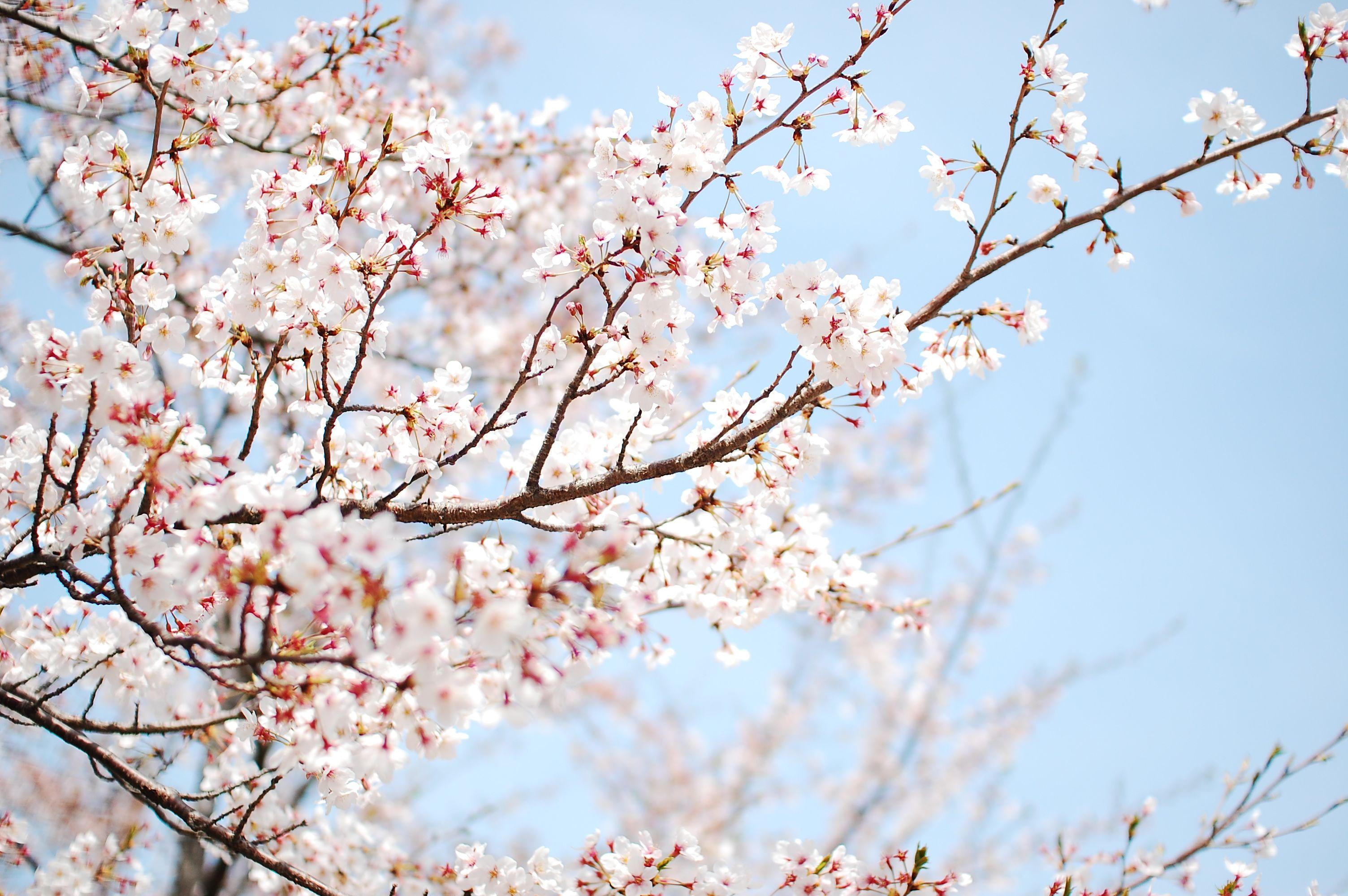 3008x2000 Blossom HD Wallpaper