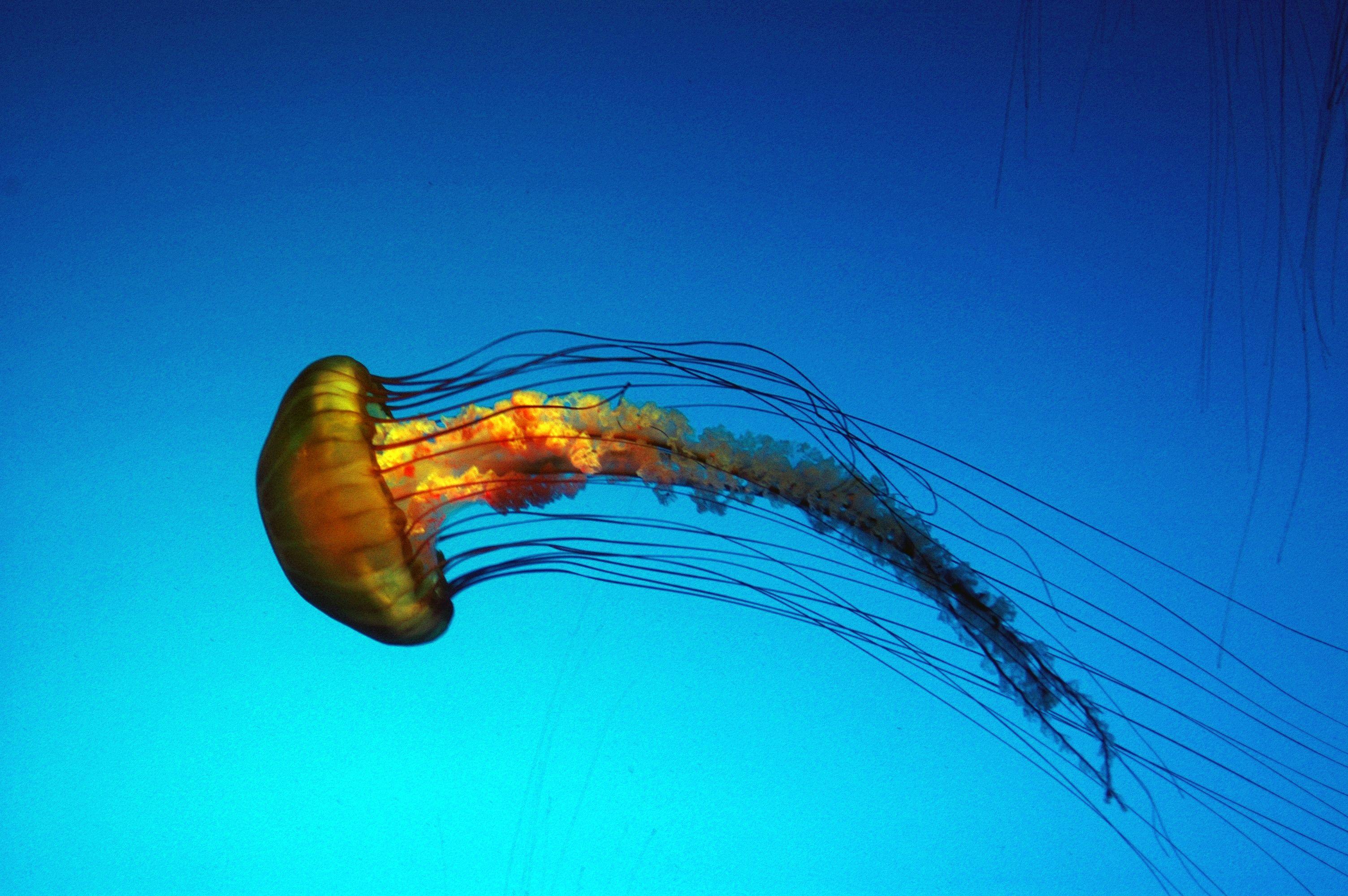 3008x2000 jelly fish by 3008x2000 wallpaper High Quality Wallpaper, High