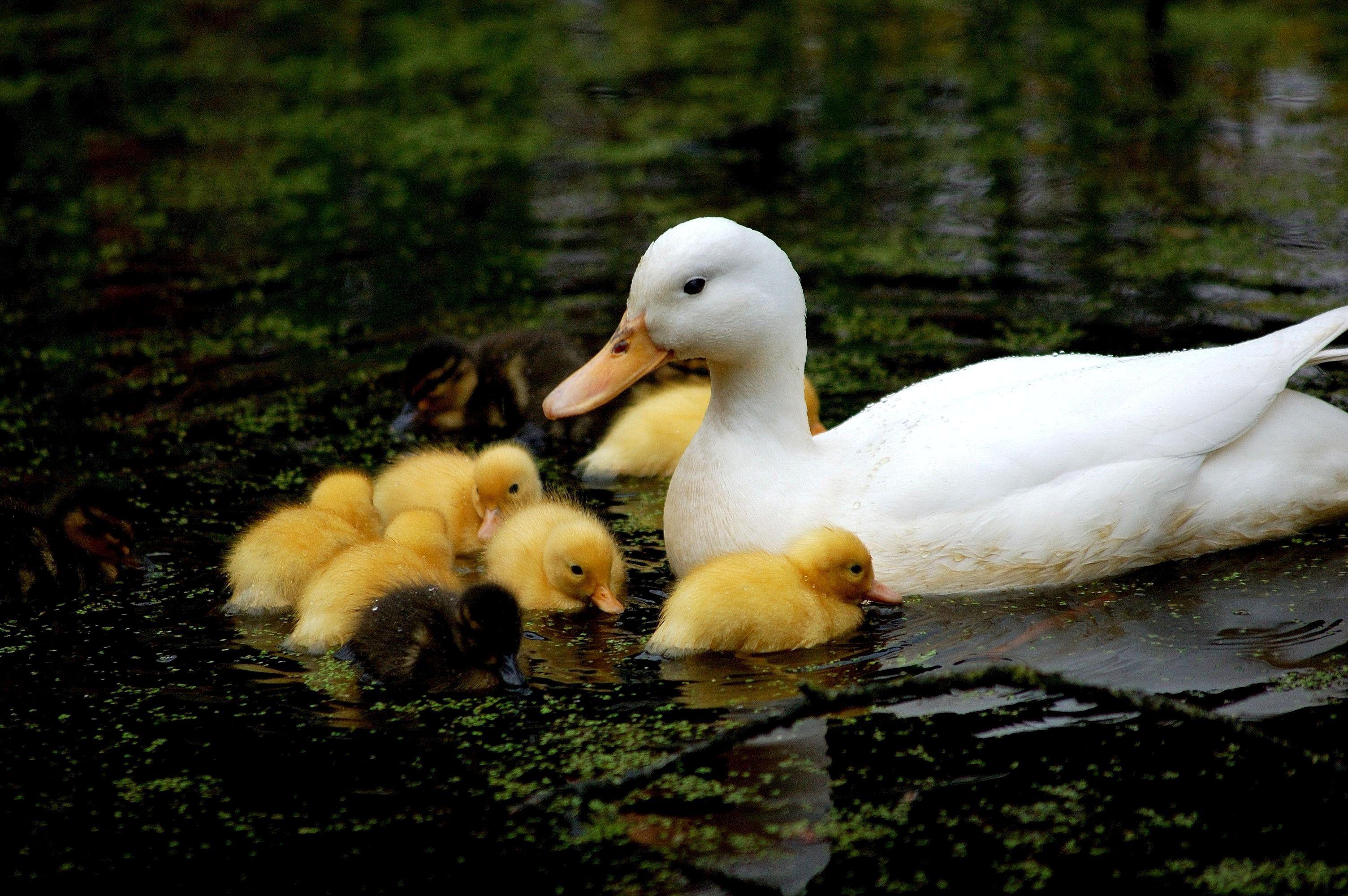 3008x2000 Download 3008x2000 Mom with Baby Duck Swimming wallpaper