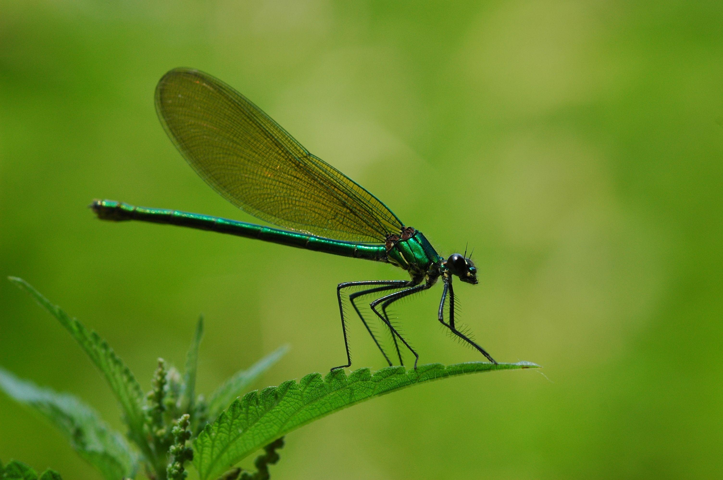 3008x2000 landscapes china dragonflies yunnan 3008x2000 wallpaper High